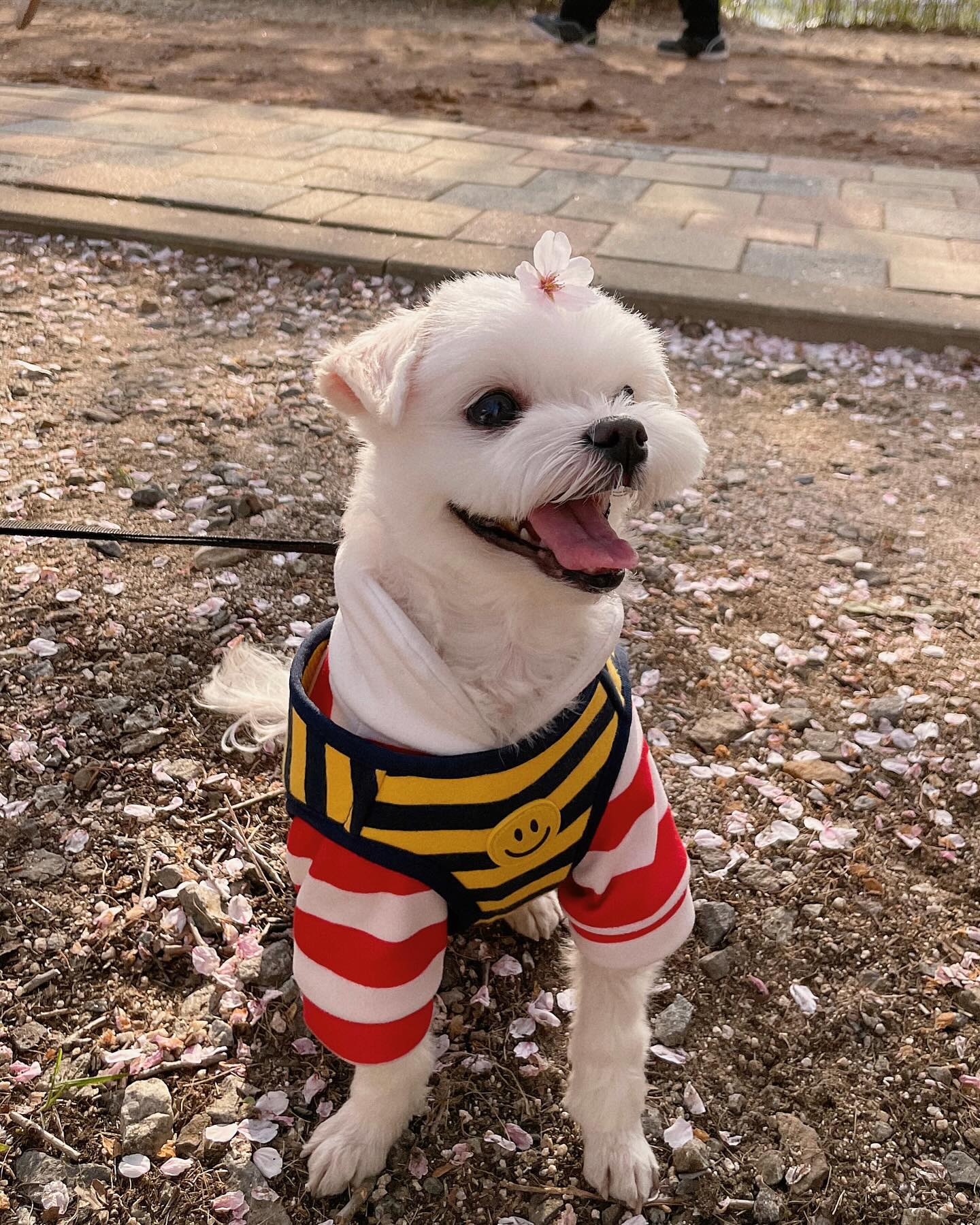 맨날 예쁜 내 꽃강아지
