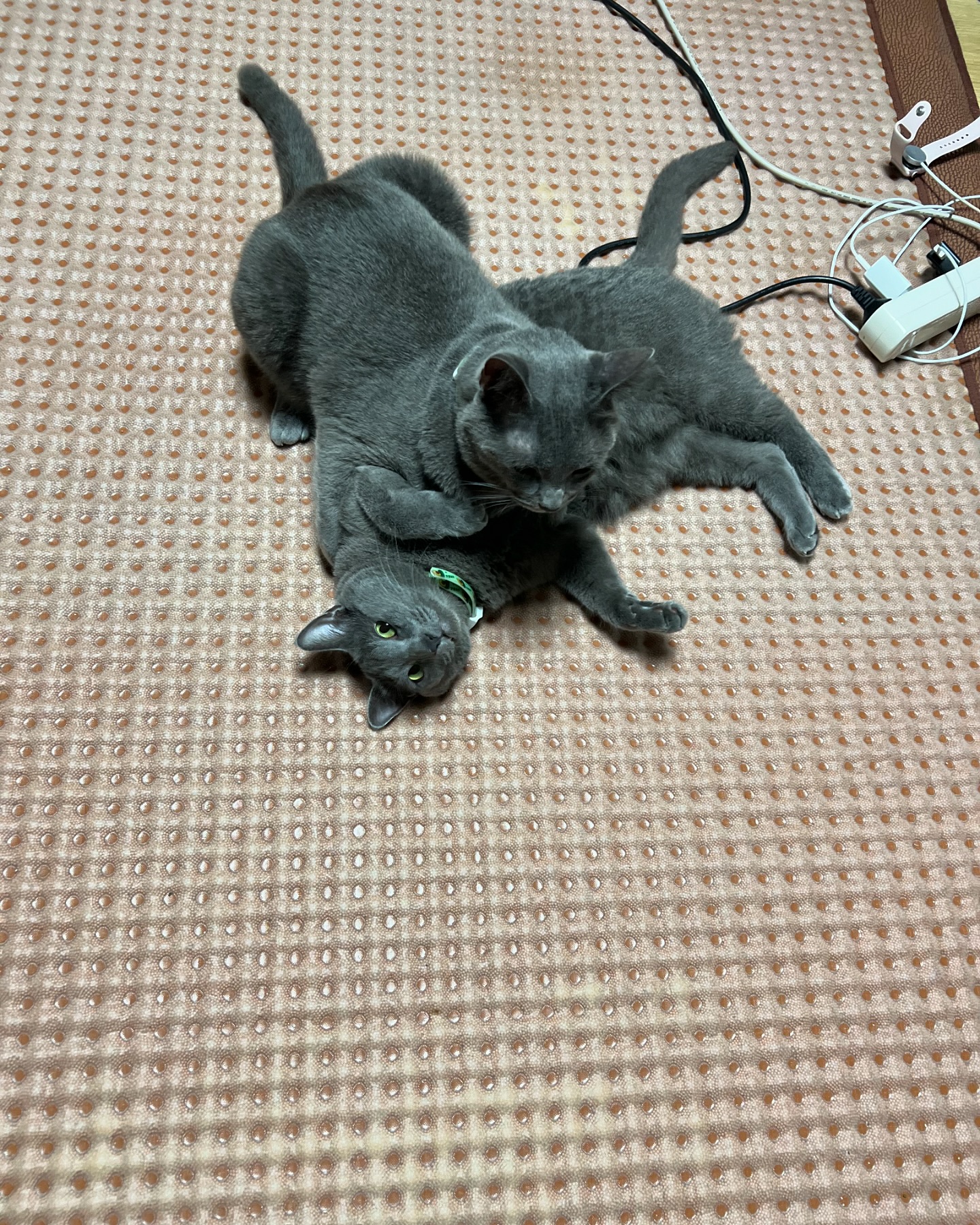 레슬링하는 콩부자

#레슬링 #냥이가좋아 #러블 #러시안블루 #고양이 #猫 #ねこ #cat