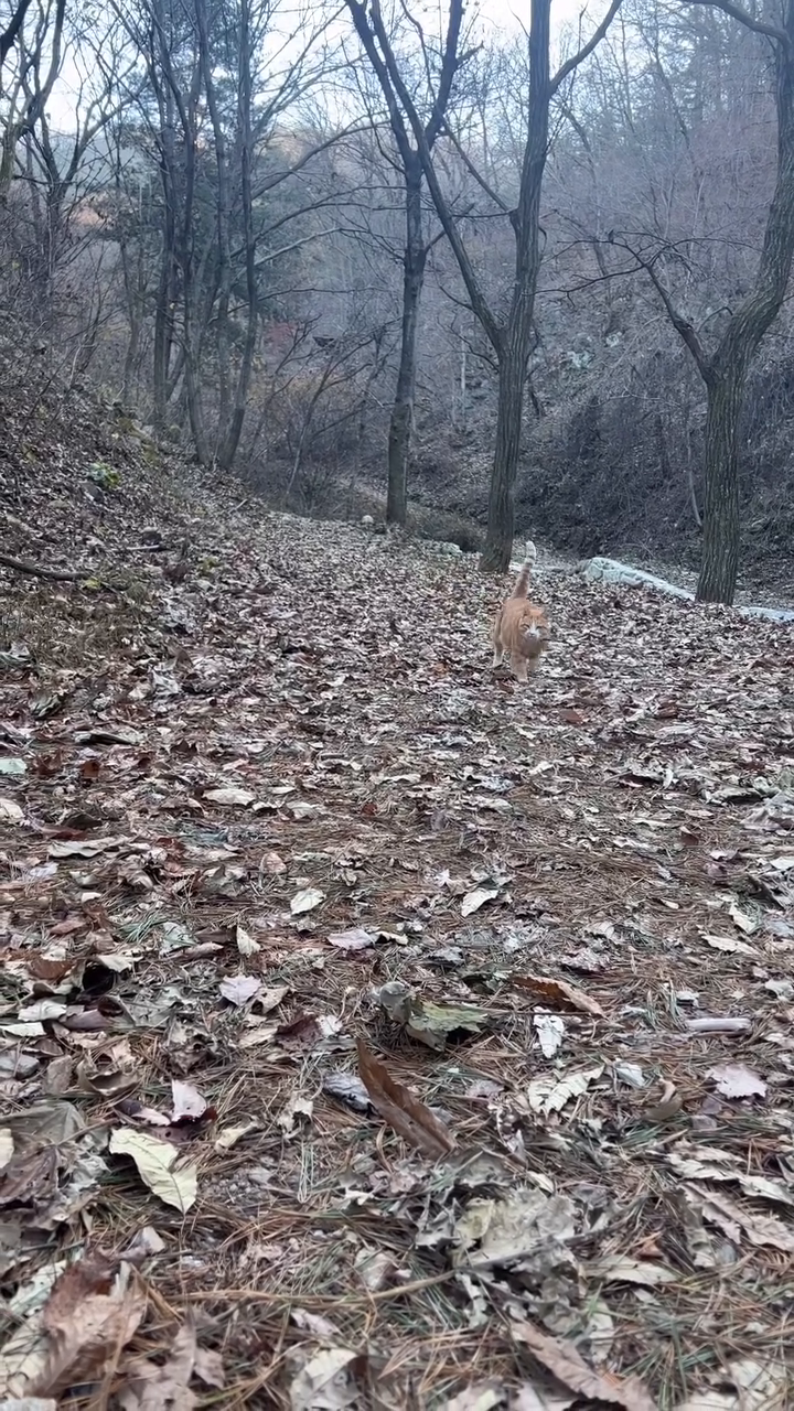 호랭이 하나랑
#고양이 #하나 #cat