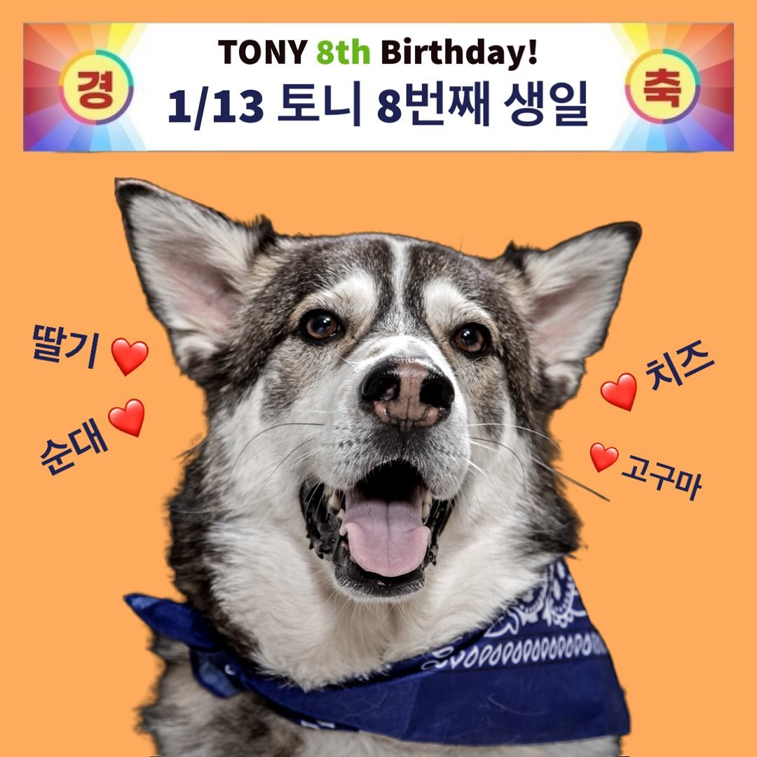 1/13일 오늘은 토니의 8번째 생일이에요:-)
평택 외곽 한 가정집에서 젖으로 먹지 못해 형제들 중에서도
영양 상태가 매우 안 좋았던 녀석이…
이렇게 튼튼하고 건강하게 지내고 있어요!

앞으로도 건강하고 맛있는거 많이 먹고 행복하자!!!!

#이누인 #대형견 #강아지 #생일 #축하해