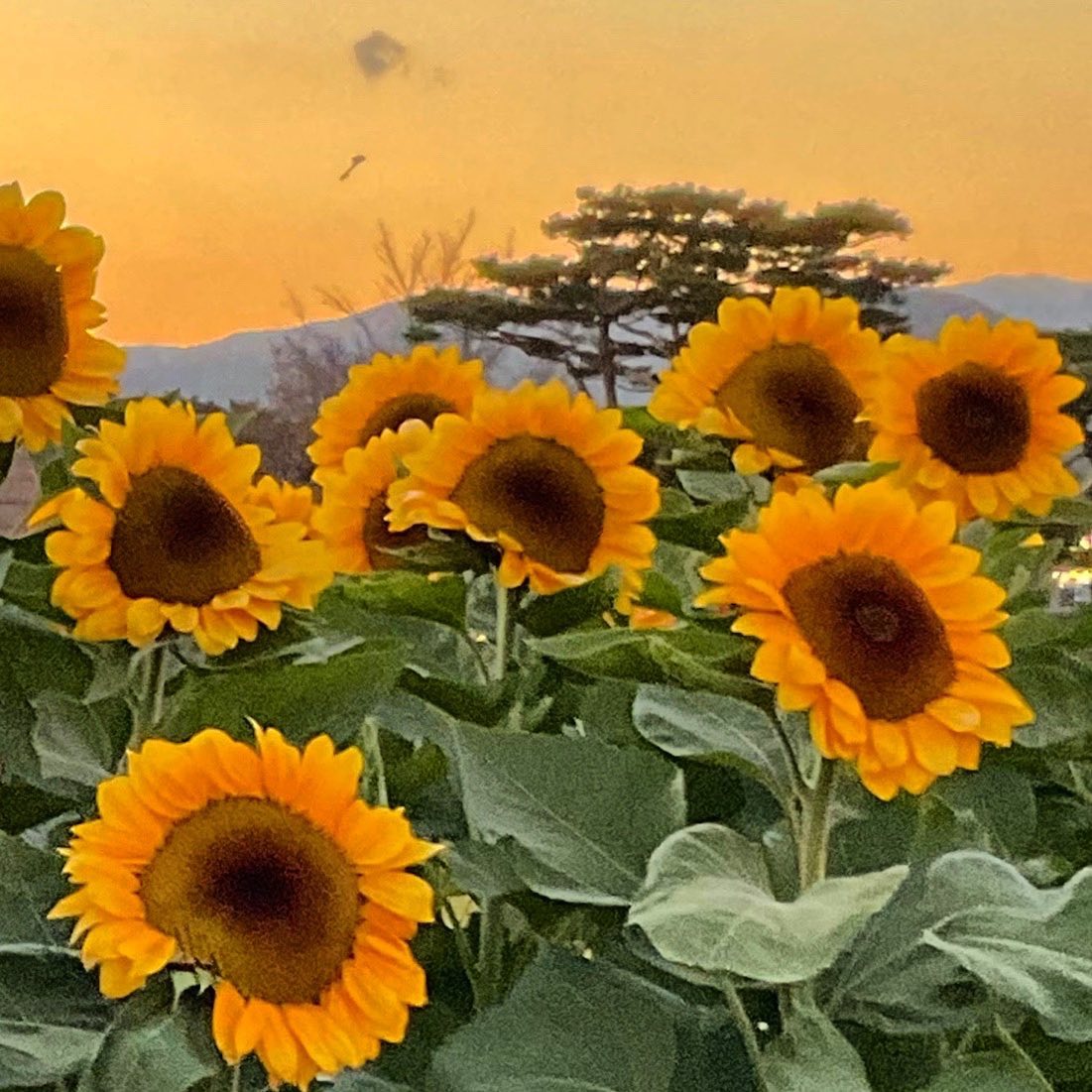 🌻🌻🌻