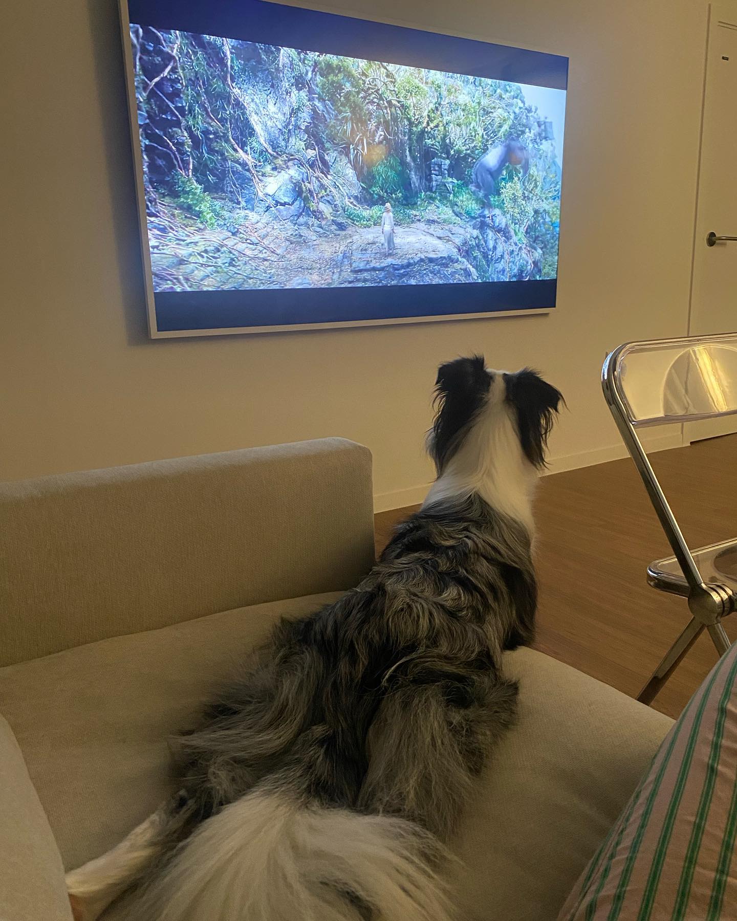 🎞️

금요일밤 무비 타임 ~~~😆

킹콩 형한테서 눈을 못 떼는 위고 🦍