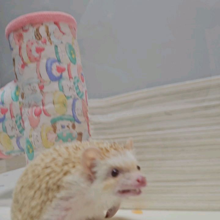 응꼬🦔ᵉᵘᶰᵍ ᵏᵏᵒ
핑크핑크 코
•
•
•
•
#응꿍뿌쏘 #PetsofInstagram #Hedgehogs #HedgehogLovers #hedgies #pet #hedgie #hedgehogs #erizo
#반려동물 #집사 #고슴도치 #고슴도치그램 #똥싸는선인장 #hedgehog #ハリネズミ #ペット #hérisson #amazonpets #hedgehogcommunity #instagram #daily #follow4followback #좋아요 #팔로우 #likelike #fff #instagood #instadaily #amazonpets