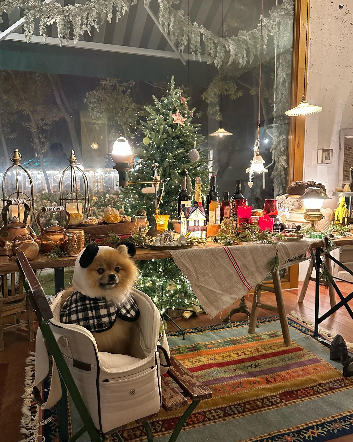 동생 모찌랑 이쁜 카페 🎅🏻🎄
배찌는 이제 배변 산책 가능 할 정도로 회복 완료 ❣️