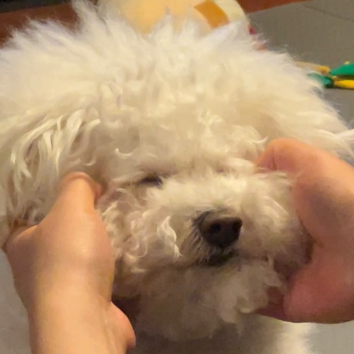 우리집 순둥이 귀염둥이💁🏻‍♀️ᩚ