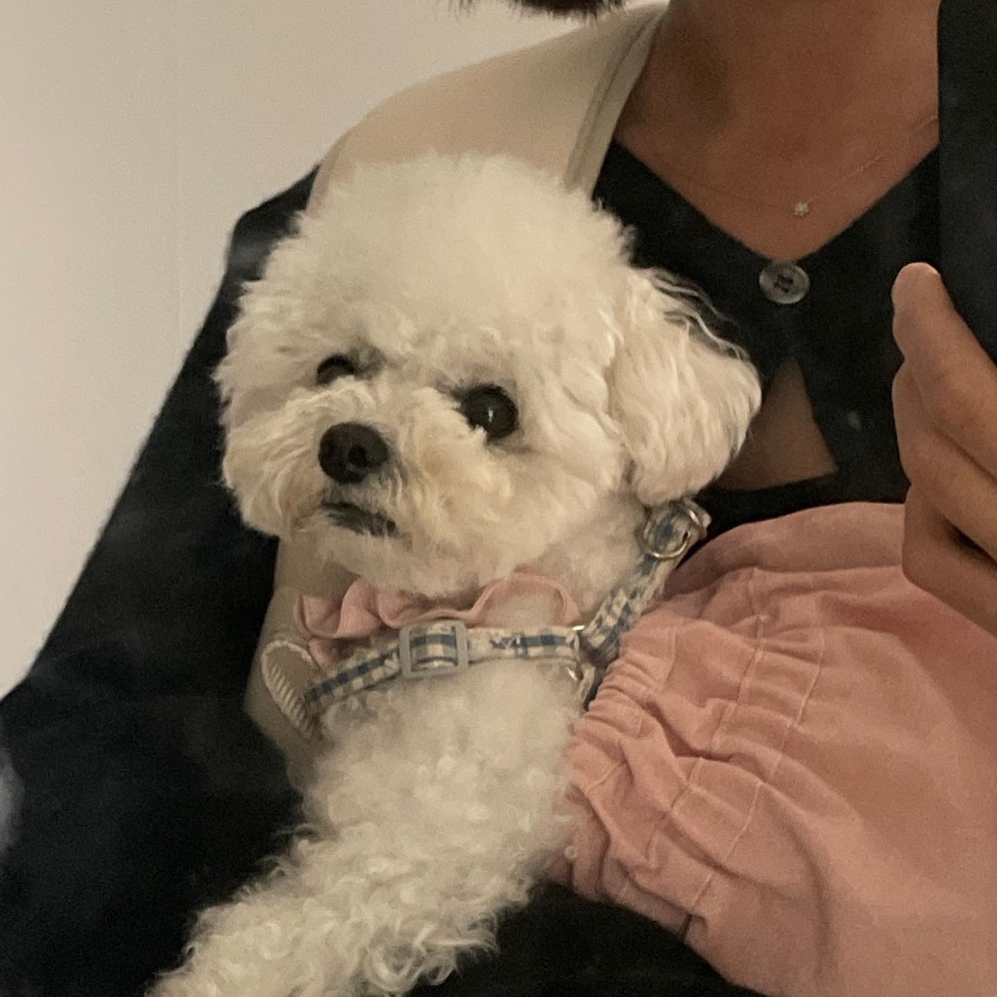 얘두라 요즘 아침에 춥지 않늬?
나 같은 #펫셔니스타 는 힘들다구...😡

요즘 파이한테 엄마표 옷 만들어주는데 
넘 재밋네용🐰
겨울아 오지마!!!
