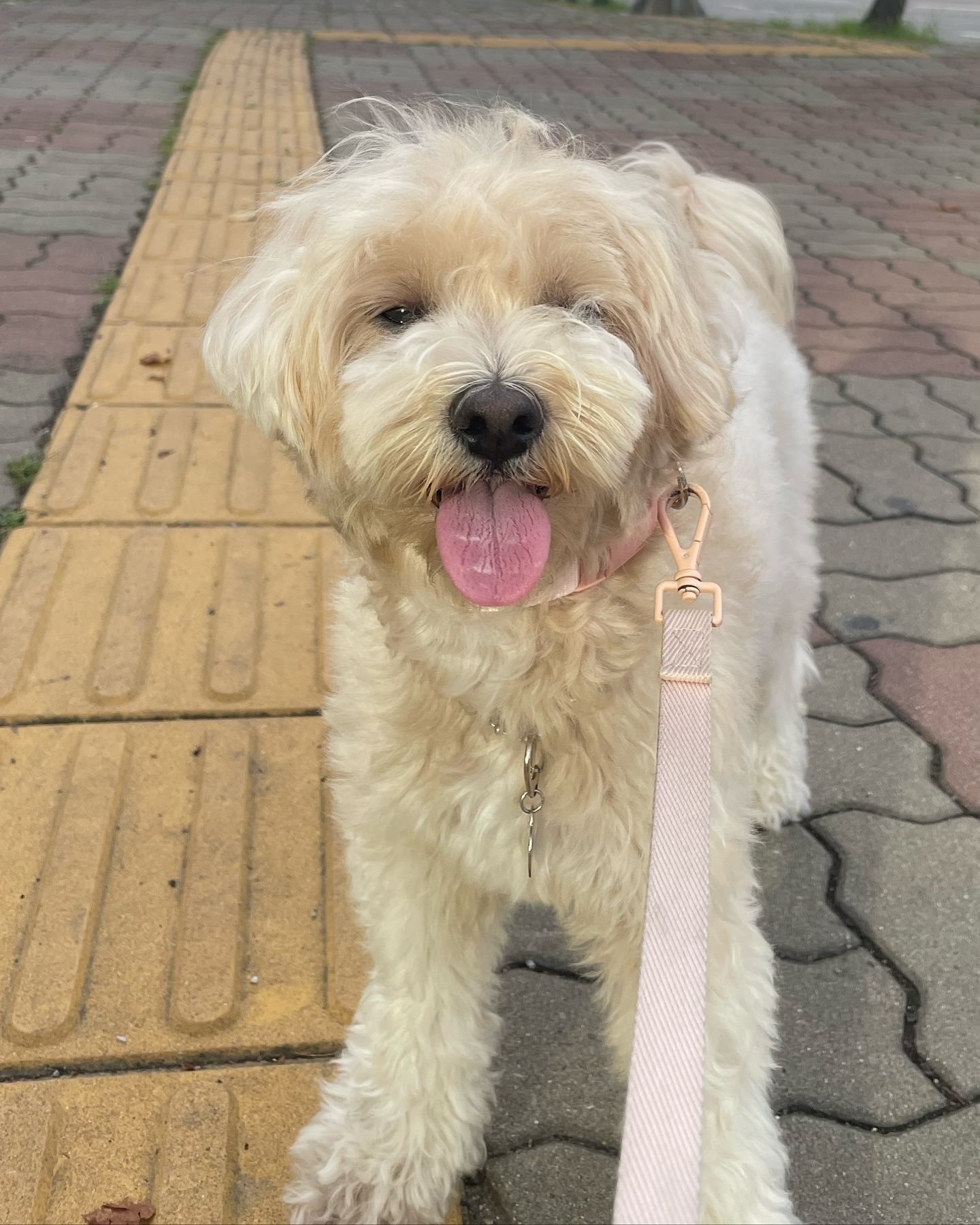 털 때문에 강제 윙크😉

#멍스타그램 #멍팔 #멍팔맞팔 #멍멍이그램 #멍멍 #멍뭉이 #댕댕이 #댕스타그램 #댕팔 #댕댕이스타그램 #댕댕이스타그램 #댕댕이일상 #말티푸스타그램