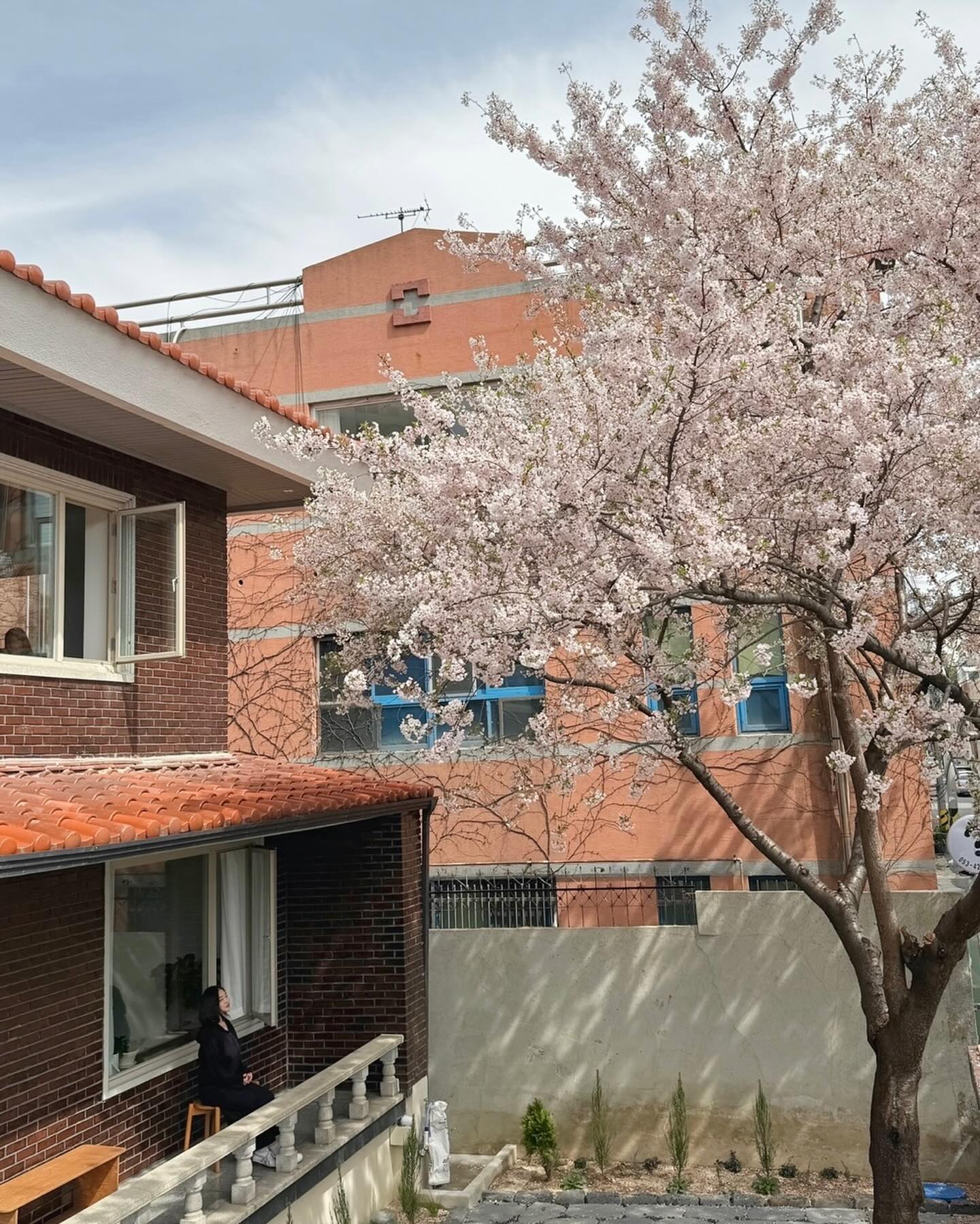 🌸 미세먼지 얀주 찾기 (내공 100) 🌸