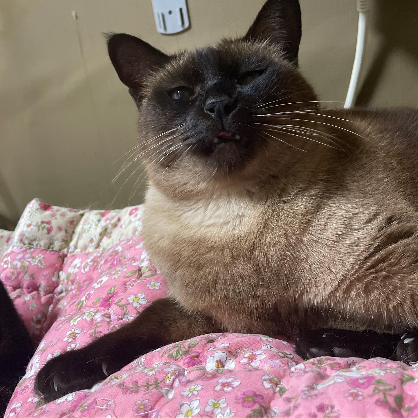 ❤️
.
.
#catsofinstagram #냥팔맞팔  #britishshorthair #catclub #instacat #chonkycat #britishshorthaircats #petsofinstagram #chonky #catoftheday #bshshorthairclub #britishshorthairworld #gatto #kitten #funnycats #bshcat #petsofinsta #캣스타그램 #kittensofinstagram #kittengram #catoftheday #katze #chat #londoncat #londoncats #kittensofinstagram #cutecats  #냥스타그램 #猫 #кошка #집사맞팔환영 #집사맞팔