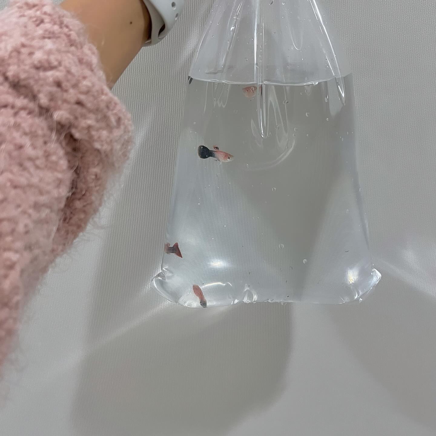 귀여운 생명체 `· . 🐠💗