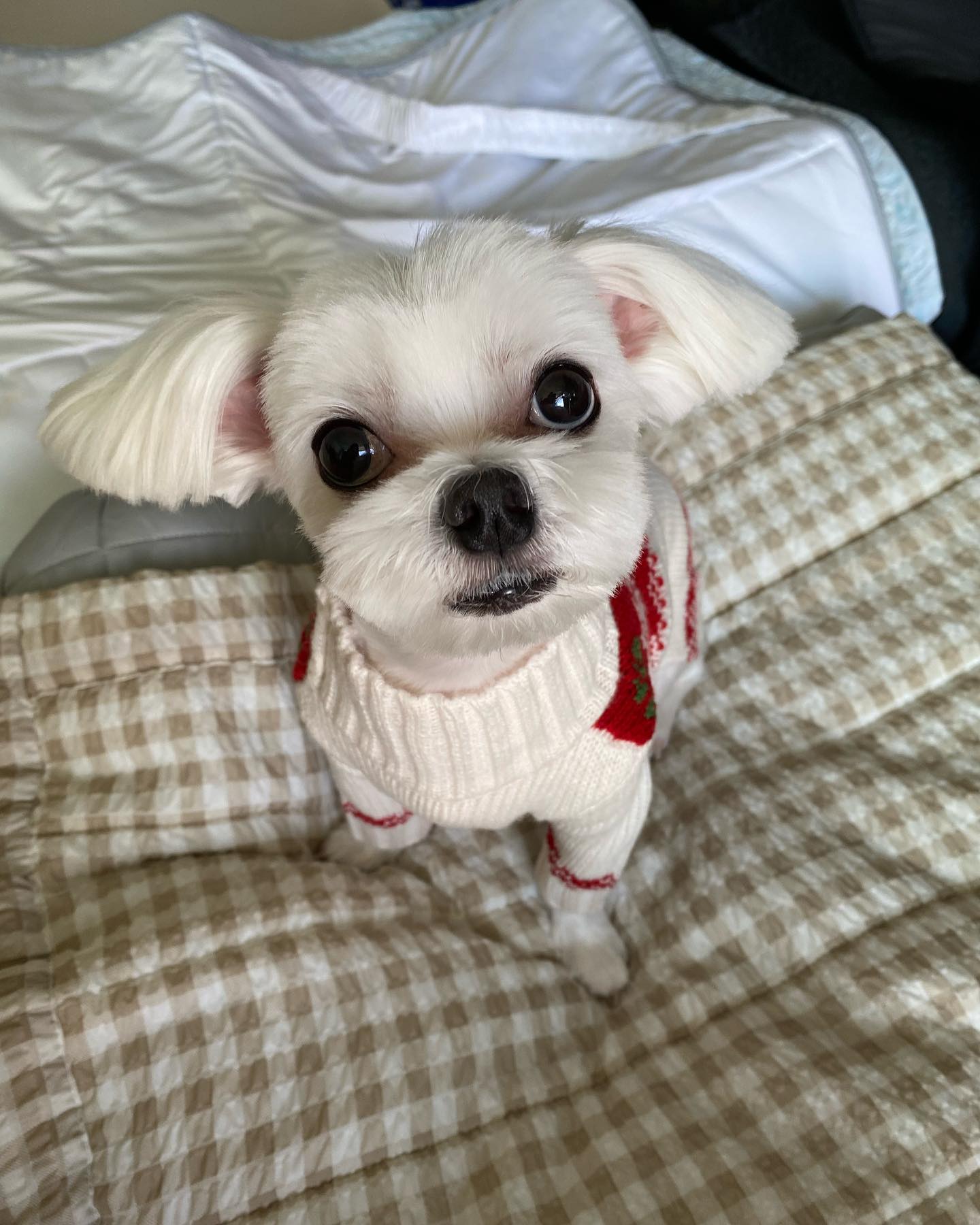 8월의 크리스마스래 !! 오늘은 9월1일이지만 .. 미용도 올만에 하고 눈나가 클스마스 생각나는 스웨터 사줘서 한장 찍어봤어😘이제 많이 안더우니까 우리 칭구들도 산책 마니마니 하쟈♥️