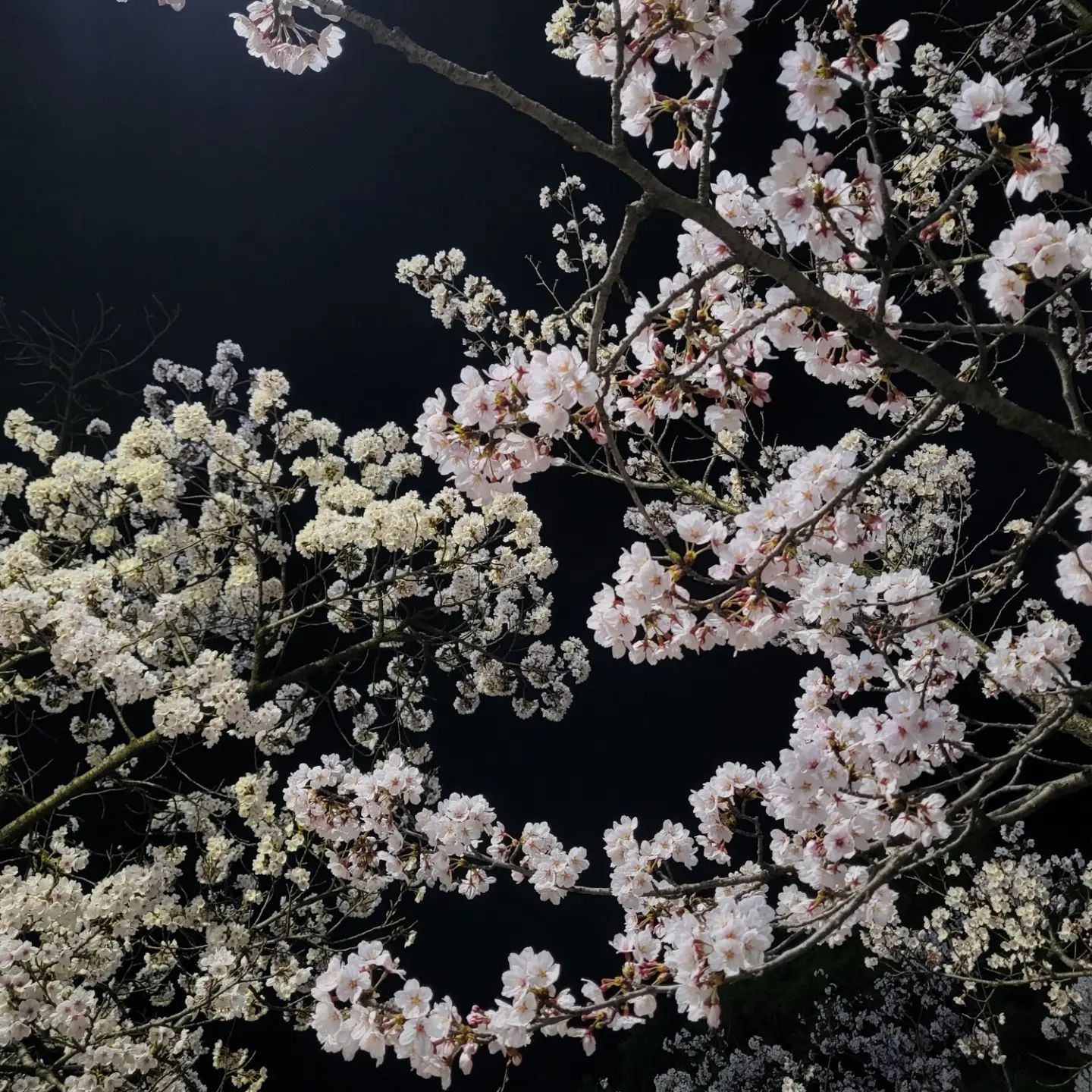 🌸행복에 겨운 노랠 좀 지어줘 어디서든 부를 수 있게

소중한 인연들과 만개한 벚꽃 아래에서 찰나의 시간을 보낼 수 있음에 잔뜩 감사함을 느낀 주말🤭💗