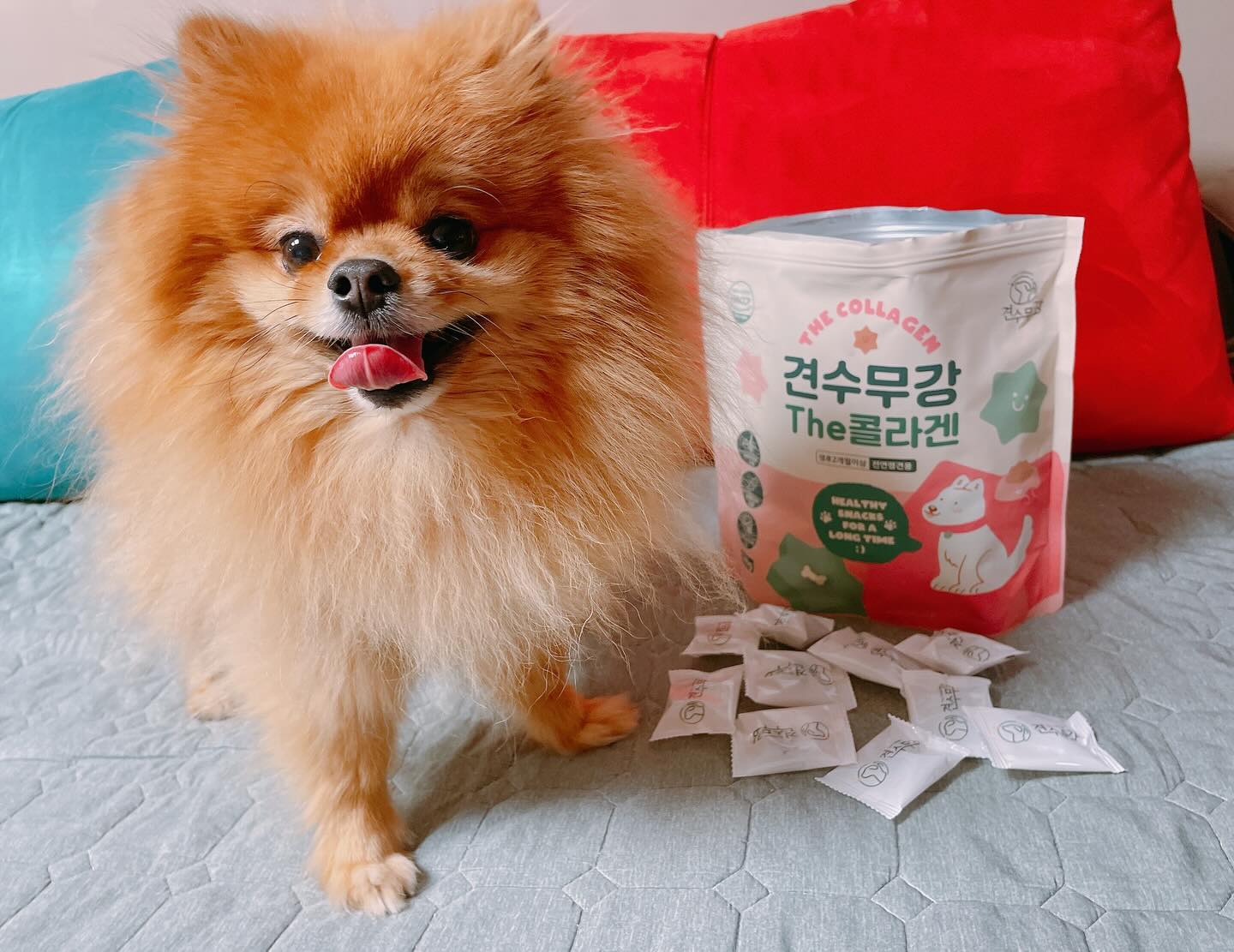 오늘은 아모스팜에서 강아지콜라겐간식 
견수무강The콜라겐을 선물해주셨어❤️

견수무강 The 콜라겐은 너무너무 유명한 
MBC 드라마 “오늘도 사랑스럽개”에도 나온
저분자콜라겐성분을 바탕으로 7개의 기능성성분이 들어가
댕칭구들의 피모와 관절건강에 도움을 줄 수 있는 제품이야😆

💡알러지에 예민한 댕칭구들을 위해 
알러지 걱정 뚝! 저알러지성 가수분해 트릿이라 
걱정없이 급여 가능해😘

💡애기댕댕이들부터 나이가 많은 어르신댕댕이들까지 
모두 먹을 수 있는 말랑말랑한 트릿형태라 
건강기능성뿐만아니라 입맛까지 사로 잡아 
입짧은 댕댕이들도 넘넘 잘먹어서 좋아😊

💡하나하나 소포장되어 있어서 여행가거나 외출할 때도 
챙겨가기 너무 편리하더라구😎

사람도 먹을 수 있는 휴먼 그레이드 원료베이스라
우리 댕칭구들이 믿고 먹을 수 있고 
음식으로 섭취하기 힘든 저분자콜라겐까지 보충까지되는
견수무강 The 콜라겐 댕칭구들에게 한 번 선물해보쟈🫶

#업체로부터제공받은제품입니다 #강아지영양제 #아모스팜 
#강아지간식 #애견간식 #강아지가수분해간식 #강아지간식 
#강아지영양간식 #반려견간식 #애견영양제 #반려견영양제