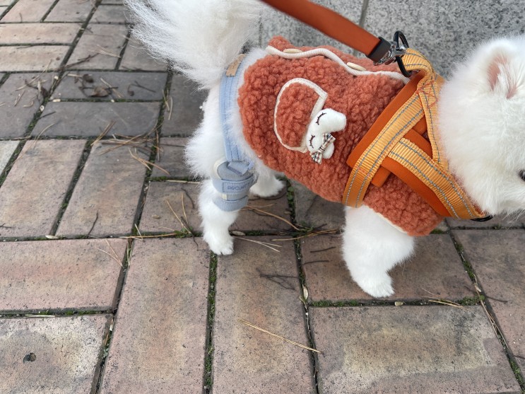 강아지 슬개골 보호대 착용으로 관절을 보호해 주자
