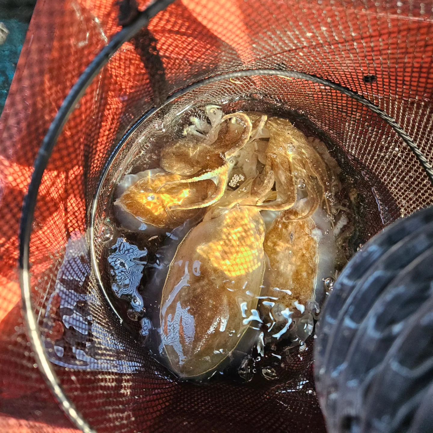 갑쭈낚쓰🐙🦑

비가 왔지만 즐거웠당😆

강태공팸 조만간 또 낚시가쟈구잇🦑