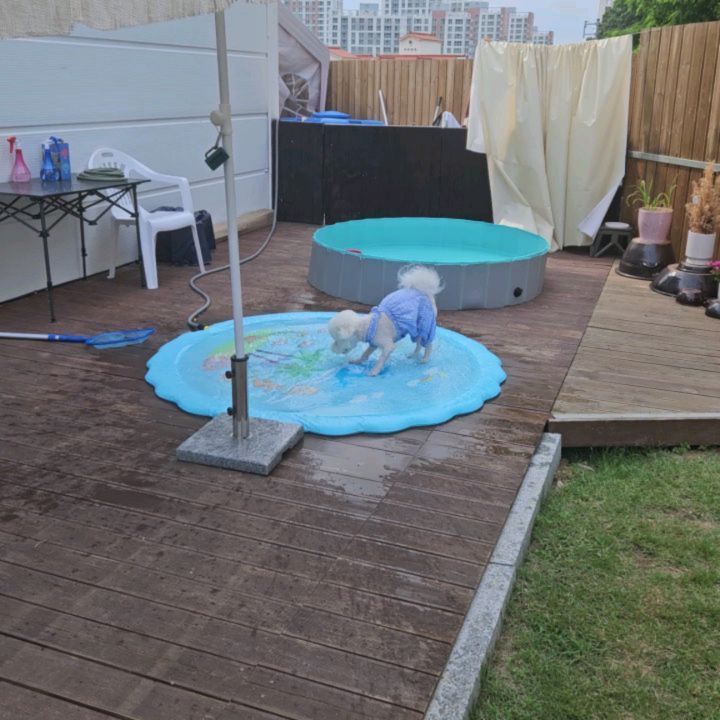 #달칸일상 #230610
.
.
오랜만에 온 오빠야랑 애카가서 신난 달칸
깊은물은 절대로 안들어가면서 얕으니까 댕신난 칸🤪
오늘도 햄보칸 달칸
.
.
#반달 #시츄 #12살 #노견 #칸 #비숑 #비숑프리제 #bichonfrise #4살 #다견가정 #모델견 #강아지모델 #팔로우 #맞팔 #선팔하면맞팔 #댓글 #좋아요 #좋반 #f4f #l4l #애견인소통 #소통 #강아지 #daily #세종애견카페 #피노카페