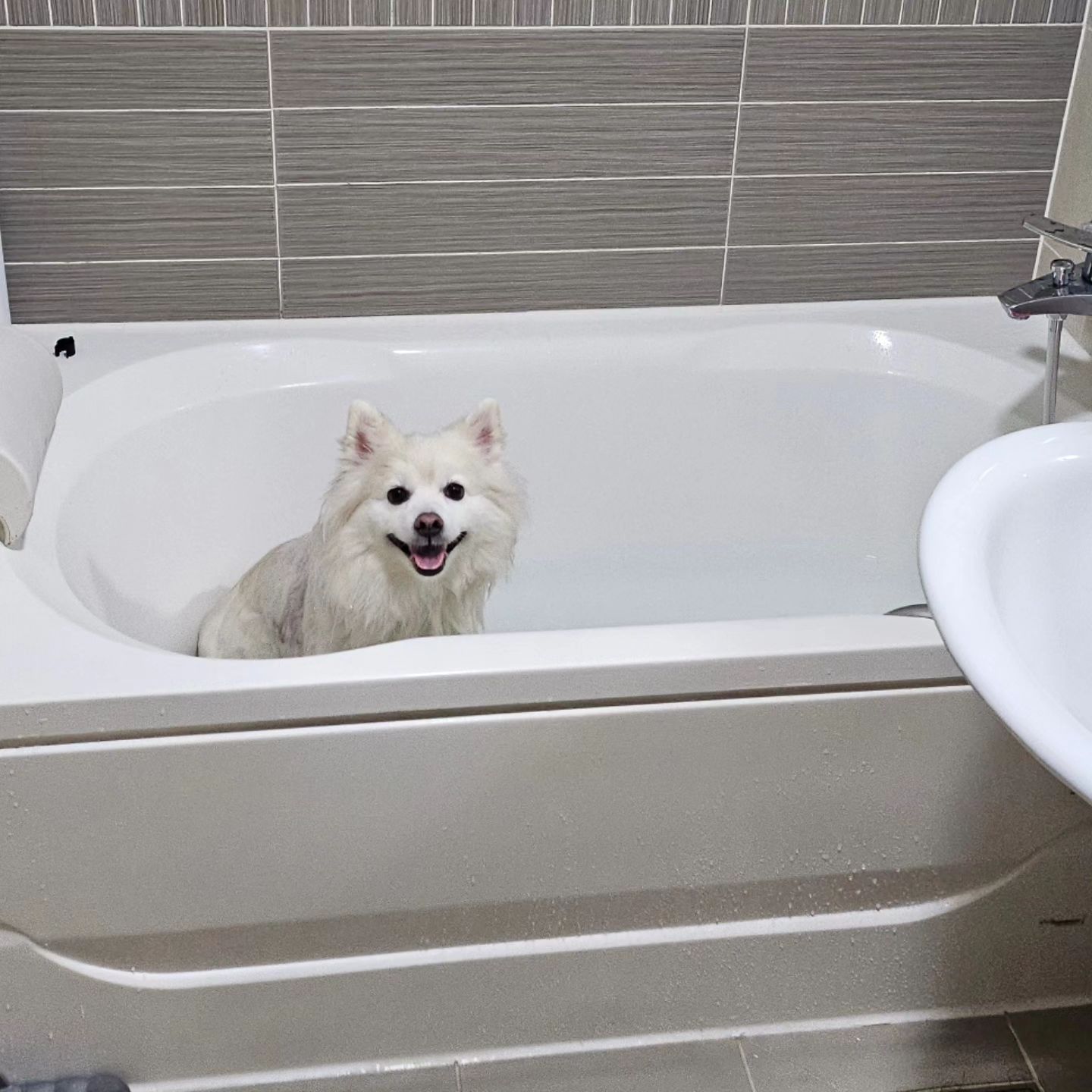⠀
욕조 목욕은 첨이개 🐶
안아달라고 까불다가 앉았더니
물이 낮아서 읭...??? 개따뜻 ~~~
.
.
.
.
.
.
#욕조목욕 #강아지목욕 #강아지스파 #생각보다괜찮지?  #강아지각질관리 #나이먹은티가나는구나 #오래오래살자 #내사랑 #내아들 #내강아지 #루비 #내새끼 #스파중 #노곤하개 #멍팔맞팔 #댕팔맞팔 #반려견 #사지말고입양하세요