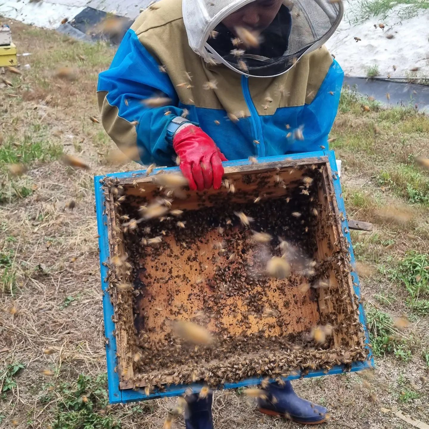 죄송합니다.

🐝 꿀벌이 조금 있으면
구조는 나갈 수 없어요 😅
사진을 참고해서 요청해주시길!

꿀벌오빠가 꿀벌이 조금 있다면
언젠가는 날아갈 거라네요~ 

벌들을 공격하지 않으면
쏘지는 않아요. 

다만, 눈썹이나 머리카락에 붙으면
주의하셔야해요.
벌들이 파고드는 편이라
쏘이게 됩니다.
제가 그렇게 많이 쏘이는 편.

🐝 꿀벌에 쏘였을 때 (엄살 말고 🙅‍♀️)
5분 내로 호흡 곤란, 두드러기가 생긴다면
바로 병원에 가서 주사 맞으시면 되고 ~ 
저같은 경우 6시간 이상 지나 뒤늦게 호흡 곤란이 와서 
일상생활이 어려울 때도 병원에 갑니다. 
쏘였는데 괜찮다면 알레르기가 없는 겁니다. 

🚨 말벌이나 땅벌에 쏘이면 병원은 가셔야...

이제 벌초하는 시기이죠 ~ 모두 벌 조심하세요 😊

저희도 오랜만에 친척들 모여 벌초할 계획이에요.^^

벌에 쏘일 상황이라면 얼굴 조심,
팔, 손, 다리 등은 쏘여도 🤔
쏘이면 아프고 따끔하고 붓는데요. 

마비 증상은 잠시 있을 수 있지만 ㅋㅋ 
지난 번에 엄살이 심했던 친구가 떠오릅니다. 
염려되신다면 병원에 가서 주사 맞으세요~!

🐝 꿀벌 구조를 요청하실 때는
벌통을 채울 수 있을 
최소한의 꿀벌의 양이어야 합니다.

오늘도 요즘 말벌이 자주 와서
말벌 잡으러 출동합니다~!^^

#꿀벌지킴이
#beekeeper

간호사 지인이 응급 상황에 대비하라고
아낙필라시스 쇼크 오기 전에 ...
에피네프린 주사를 상비해두라 했는데,
비급여라 엄청 비싸더라구요 🤣
그래서 저도 병원 가는데, 딱 1번 가봤어요.

👩‍🌾 양봉에 특화된 몸 상태ㅋㅋㅋ
그러나 저도 꿀벌 알레르기가 있어요.