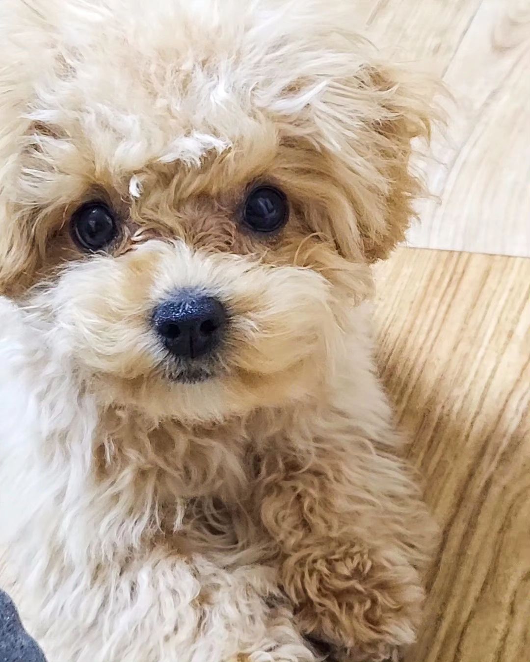 🐶 .

밖에 추워서 못나간다규~~
그렇게 쳐다봐도 어쩔 수 없다규~~ 
문앞에서 시위중이심 😭 .

인형놀이 8546106817번 해줘도 에너지 뿜뿜 ㅋㅋㅋ 🤣 .

새벽 출근해서 피곤한 애미 좀 잔다하니
효자손 들고와서 옆에서 휘적거리는 효녀딸래미 ㅠㅠ .

결국은 나보다 먼저 기절 ㅋㅋㅋㅋ 💤 .

좀 덜 추울때 나가자 울애기 🩷 .

.
.
.

#반려견 #멍멍이 #강아지
#말티푸 #5개월말티푸
#멍소통 #babydog #puppy 
#인천맘 #동인천 #신포동 #댕스플라워케이크