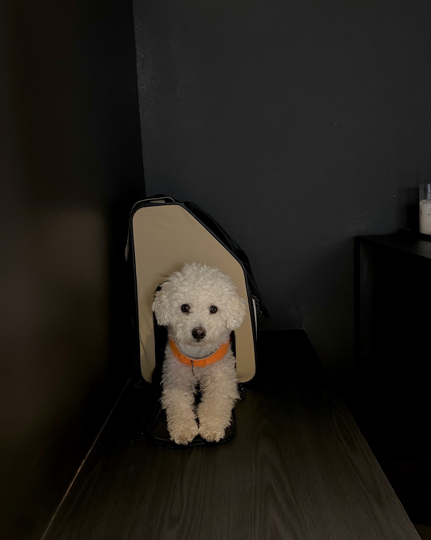 연남 나들이🐾 
.
.
#연남 #경의선숲길