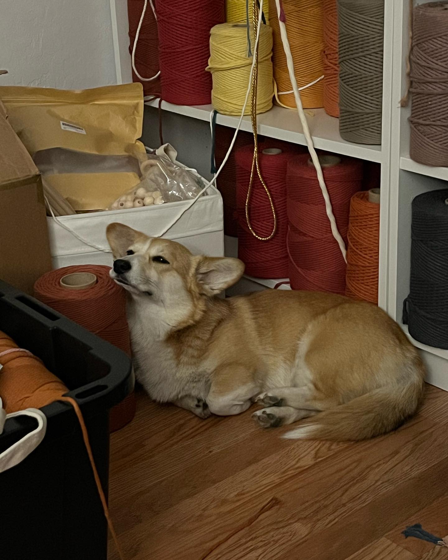 Just a compilation of weird poses or places where Kaya likes to 😴. Which one does your dog do?