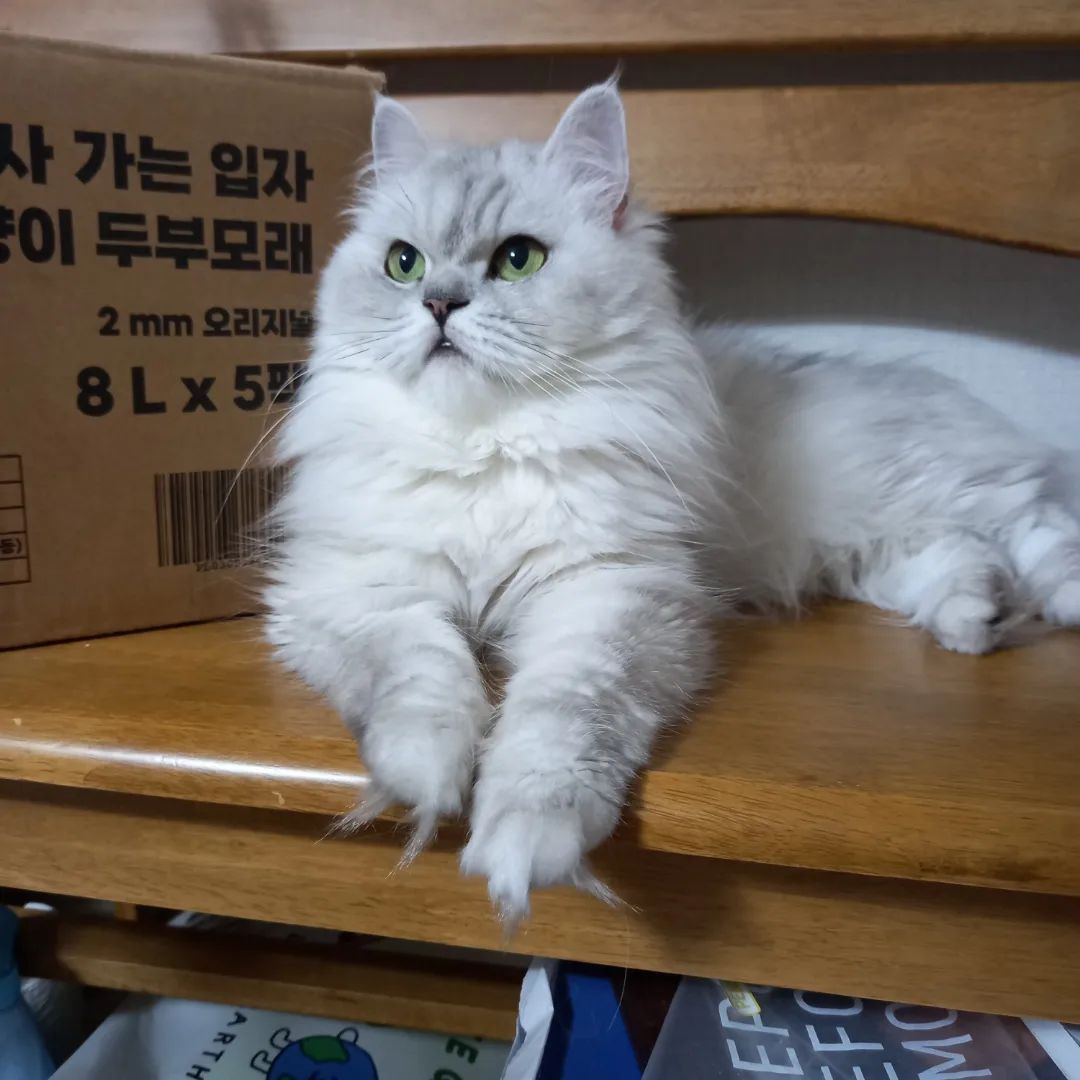 2024.08 17
우리 뽐이는 의자도 잘써요
식탁 의자도 애용하셔서 밥먹을때마다 자리전쟁
#뽐아유리잔좀그만깨