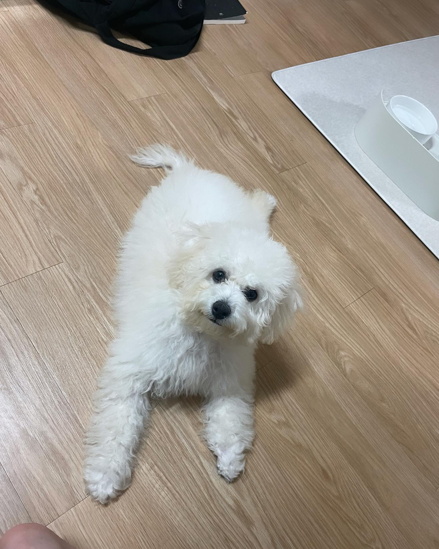 🆘비숑 5개월추정 여아 가족으로 맞이해줄 천사 엄마 아빠를 구해요 🙇🏻‍♀️
(일주일 정도 주인이 나타날 수 있는 가능성을 열어두고 일주일 후부터 입양을 고려해 보려고해요.)

➡️ 퇴계원 초등학교 밭 사람들이 들어 갈 수 없는곳에서 혼자 비를 쫄딱 맞고 덜덜 떨고 있었어요..
(탈수증상있었음)
구조 후 병원 진료 모두 마쳤고 
전염성 바이러스 없습니다.
입양전제 임보처나 입양처를 구해요

❗️임시이름 🍬사탕이🍬공주님
❗️6개월 추정 유치 있어요
❗️중성화 X 칩 X
❗️성격 온순하고 사람 무지 좋아해요! 강쥐 친구들은 무섭지만 적응하면 괜찮아요 입질 ❌ 짖음 ❌
❗️사탕이는 어딜가든 사랑받을 
스타일이에요 제가 장담합니다 😉
❗️애기 입양가면 미용 해드려요

🔥단지 예쁘고 귀엽다는 이유로 애기를 입양을 쉽게 생각하지 않았음 좋겠습니다 강아지 한마리를 키우는게 생각보다 돈도 시간도 투자해야할 게 많습니다.

#가족을찾습니다 #강아지 #반려견 #입양 #유기견분양 #사지말고입양하세요