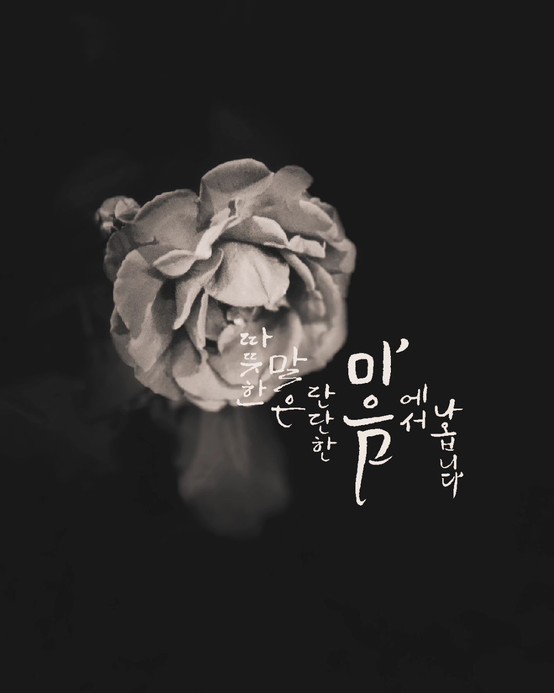 #장미
#꽃사진
#흑백모드
#나요새힘든가봐
#사진안찍는이유
#rosé
#꽃말은
#뜸한피드