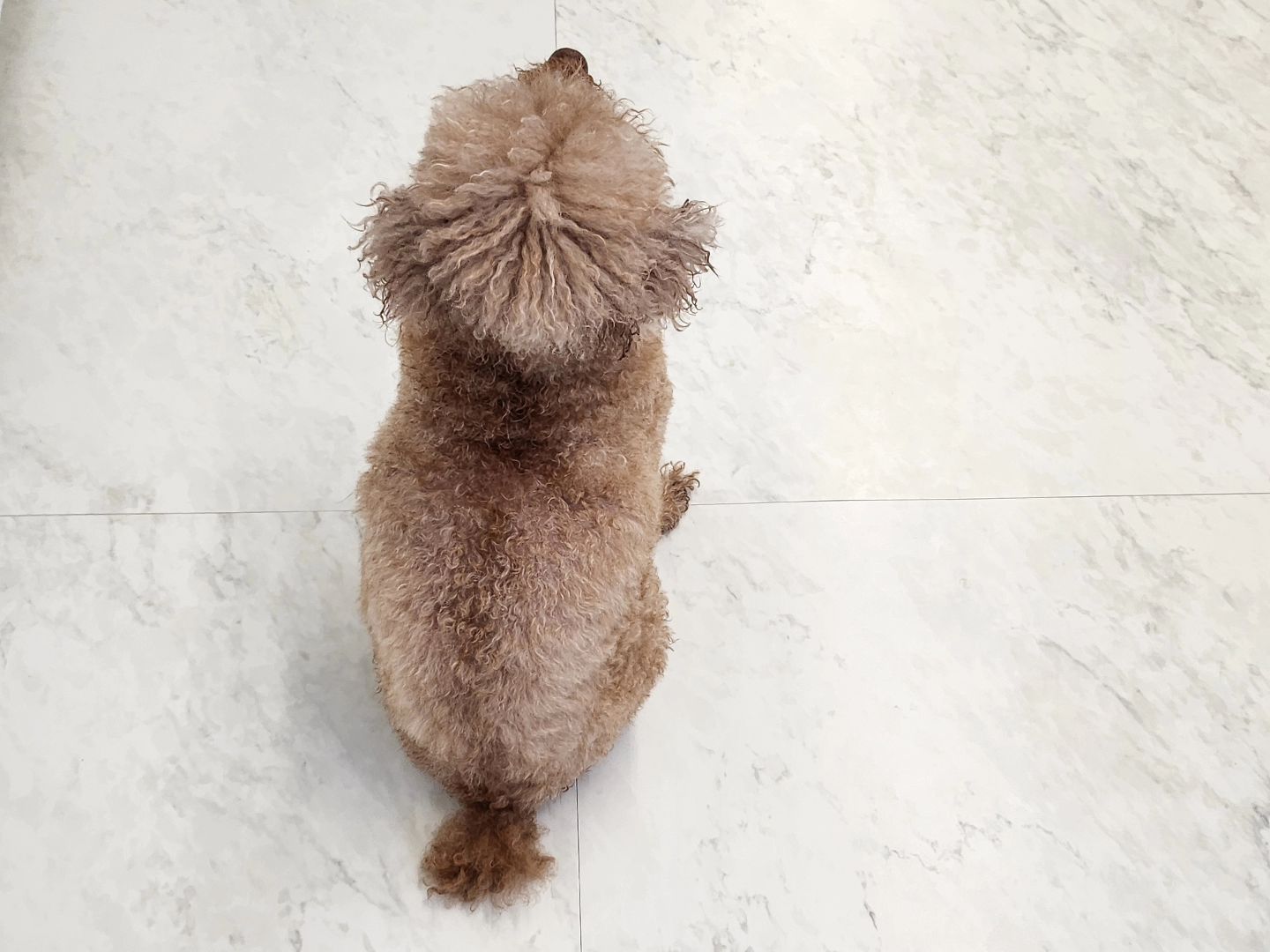 목살 접히는 귀여운 애🐶
사실은 맹수🐯