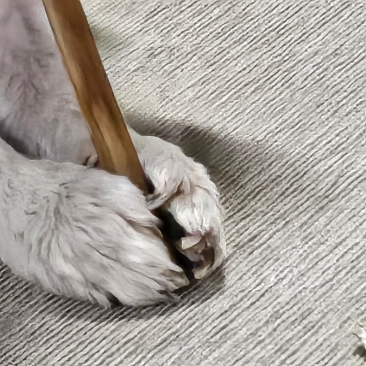 꽤나 야무진 발과 입술 🤍