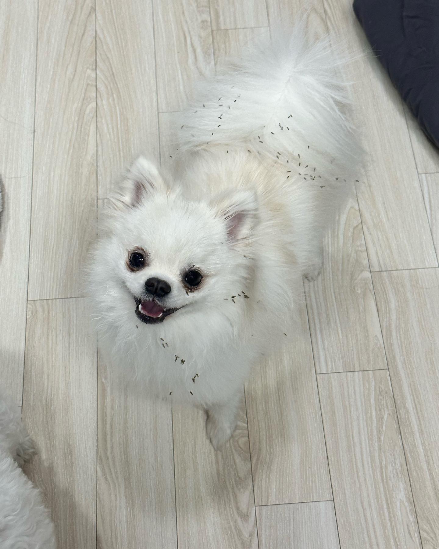 도깨비 풀 붙이고 웃지마
이놈아 !! 🤬