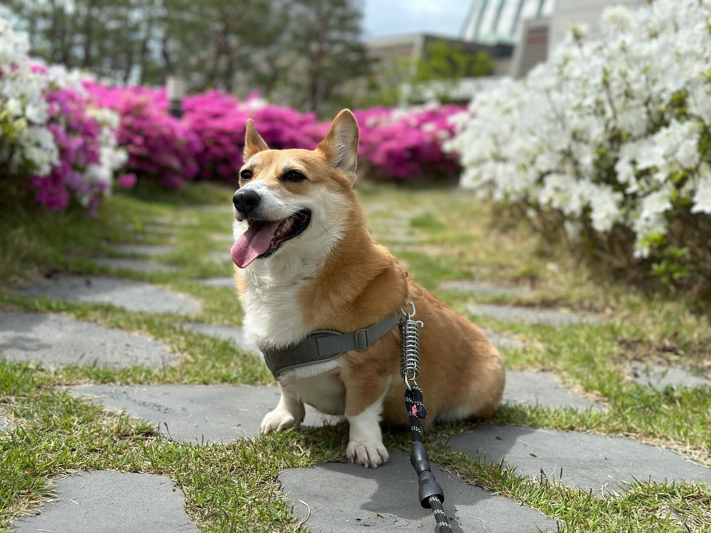 달붕이🌸🌸🌸
.
.
.
.
.
.
.
.
.
.
.
.
.
.
:
.
:
:
.
.
#봄 #주말 #일상 #산책 #멍스타그램 #독스타그램 #코기스타그램 #멍스타그램 #instagram #instagood #instalike #insta