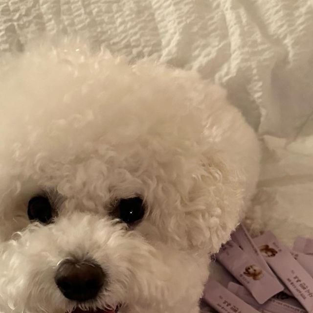 @scalp.lim on Instagram‎: "#협찬 #코코다움 #다시편안스틱

세상의 모든 반려동물, 코코들의 행복을 위한 브랜드
@cocodaum_official 의 [다시편안스틱] 💜

조랭이는 아직까진 기관지에 문제가 없지만, 뭐든 문제가 생긴후에 해결하려고 하면 어려운거 다들 잘 알지? 

강아지들의 코는 바닥과 아주 가깝기 때문에 미세먼지, 중금속 등이 호흡기를 통해 유입되면서 폐 조직 손상, 기관짐염 등이 발생할 수가 있어 ˃̣̣̥᷄⌓˂̣̣̥᷅ 

이러한 문제들 때문에 강아지들의 기관지 관리는 선택이 아니라 필수로 해줘야하고,

사료와 간식만으론 기관지를 제대로 관리할 수 없기 때문에 코코다움의 '다시편안스틱' 영양제로 관리해보려구해 ٩(ˊᗜˋ )و 

코코다움의 [다시 편안 스틱] 장점은 🧐

✔️ 기관지 건강 대표 원료인 유근피,배,꿀 원료를 황금 배합

✔️ 브로멜라인이라는 천연 효소로 기침,가래 체내 배출 도움

✔️ 북어와 프로폴리스가 들어가 있어 기력&면역력 증진 도움

✔️ 수분 함유량 85%로 촉촉한 수분 베이스

✔️ 믿을 수 있고 인증된 안심 제조 시설에서 안전하게 생산 

조랭이는 이제부터 코코다움의 [다시편안스틱] 으로 기관지 관리 해보려하니까 칭구들도 꼭 관리해줘 (•̀ᴗ•́)و ̑̑ 

#강아지기관지영양제 #강아지기침영양제 #강아지 #펫스타그램 #댕댕이 #강아지기관지 #강아지스타그램 #강아지기침 #개스타그램 #강아지건강 #강아지영양제"‎