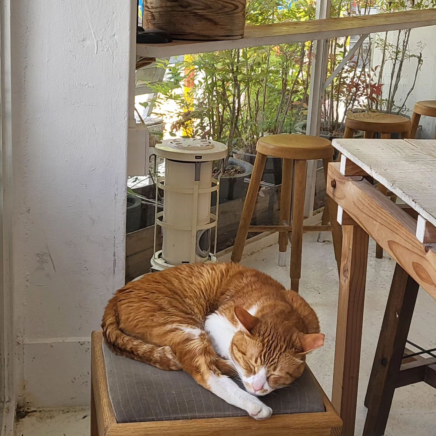 🐱