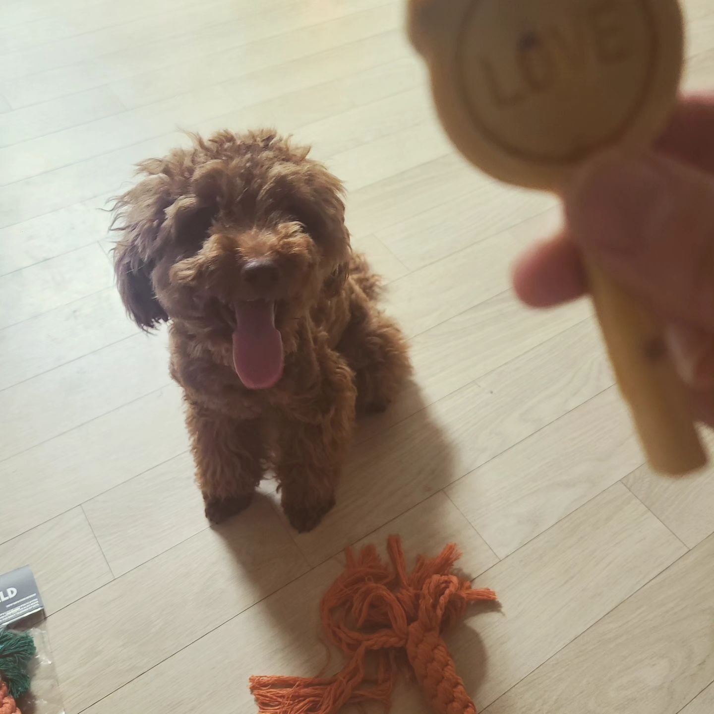할 일 끄읏 !
할거를 만들지 말자
덥고 습하고 개도 뜨겁다
😭

#멍팔 #멍스타그램 #인태기