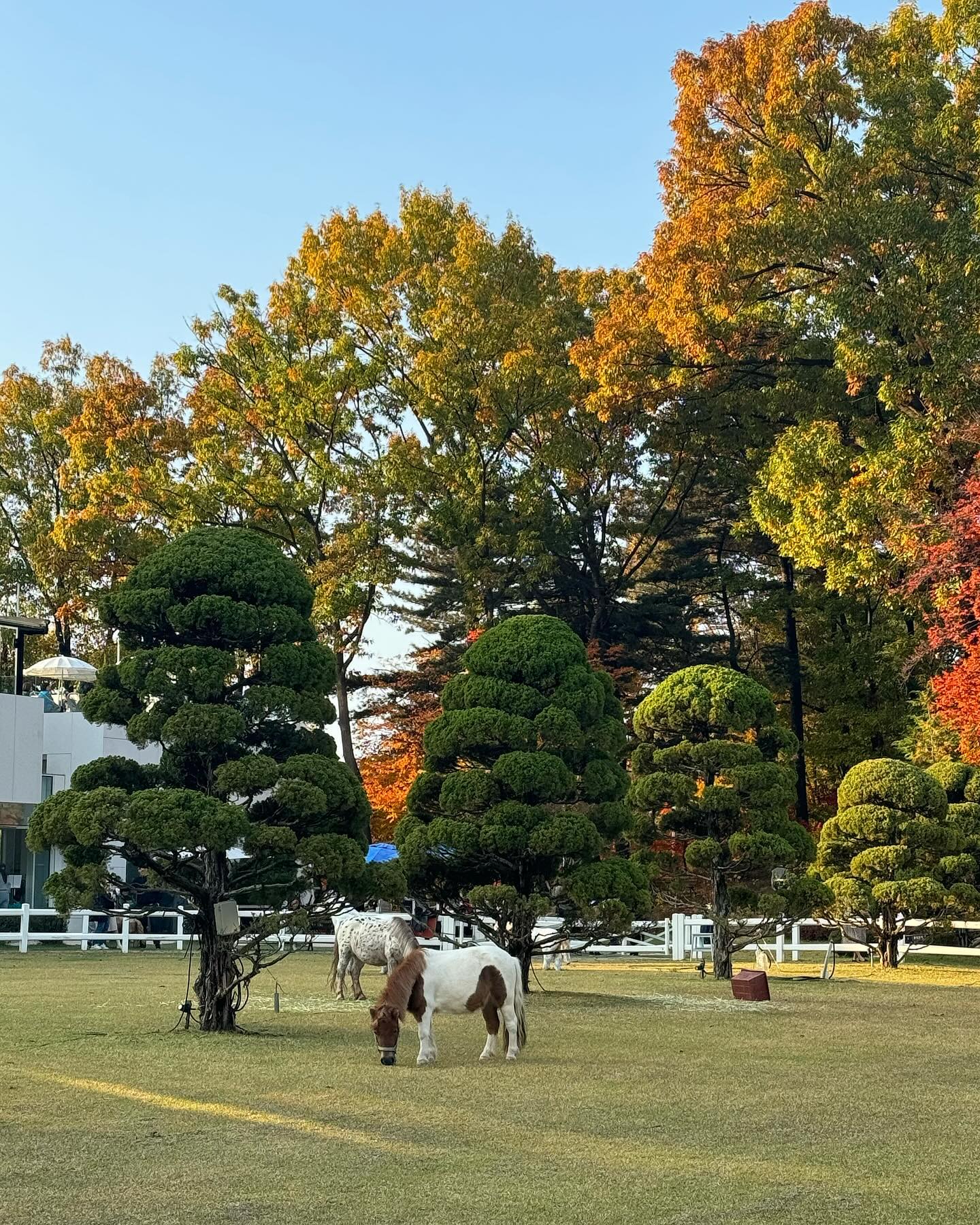 🌳🐎🍁