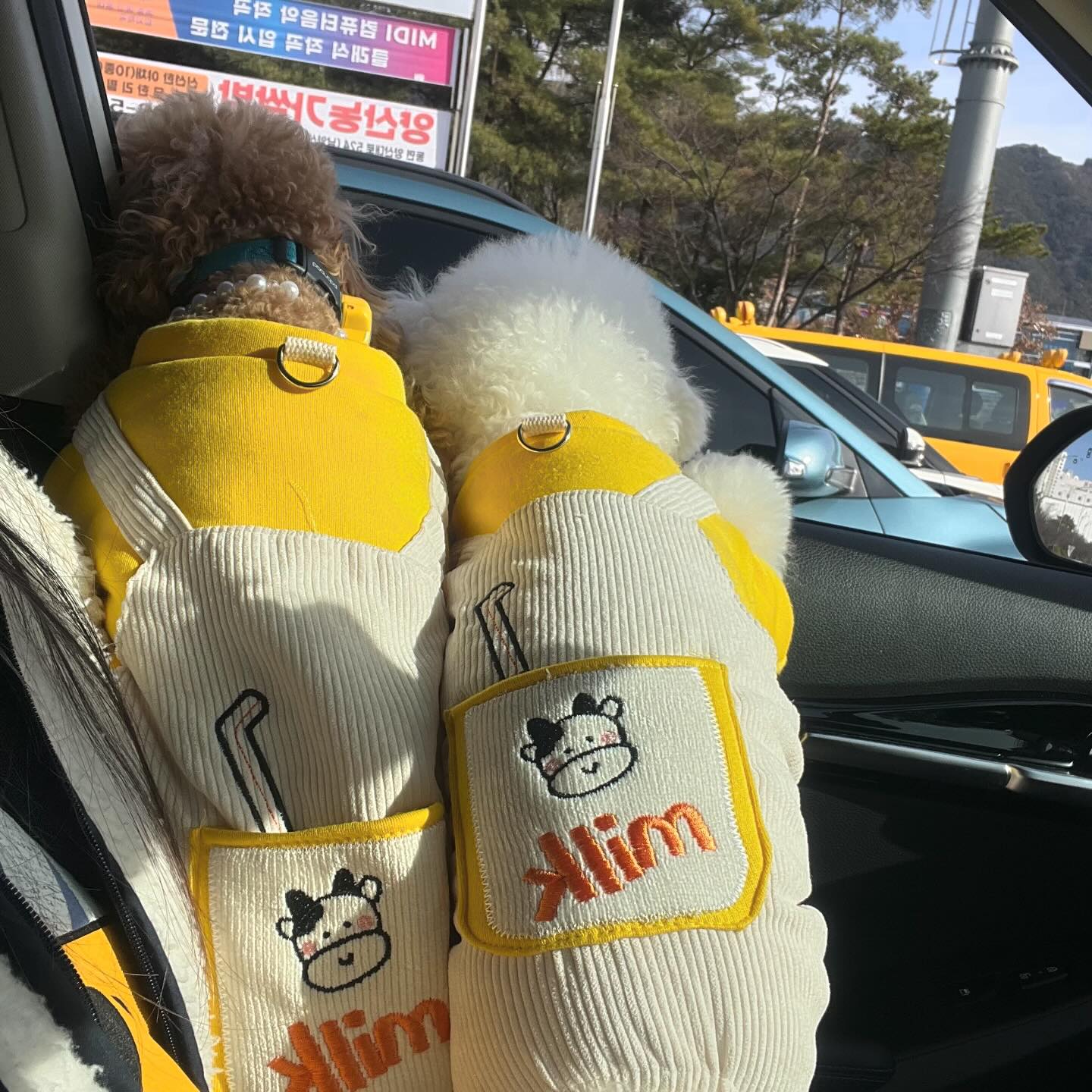 젖소 3인방과 라떼 ,율무헝아❤️
제하아❤️
금산 뛰뛰갔다가 우리의 계절가서 엄마 수다타임😝
그리고 넘모 예쁜 크리스마스 포토존에서 사진도 찍고 
집에와서 멍빨당해따..🥹
오늘도 피개행개 완성✌🏻