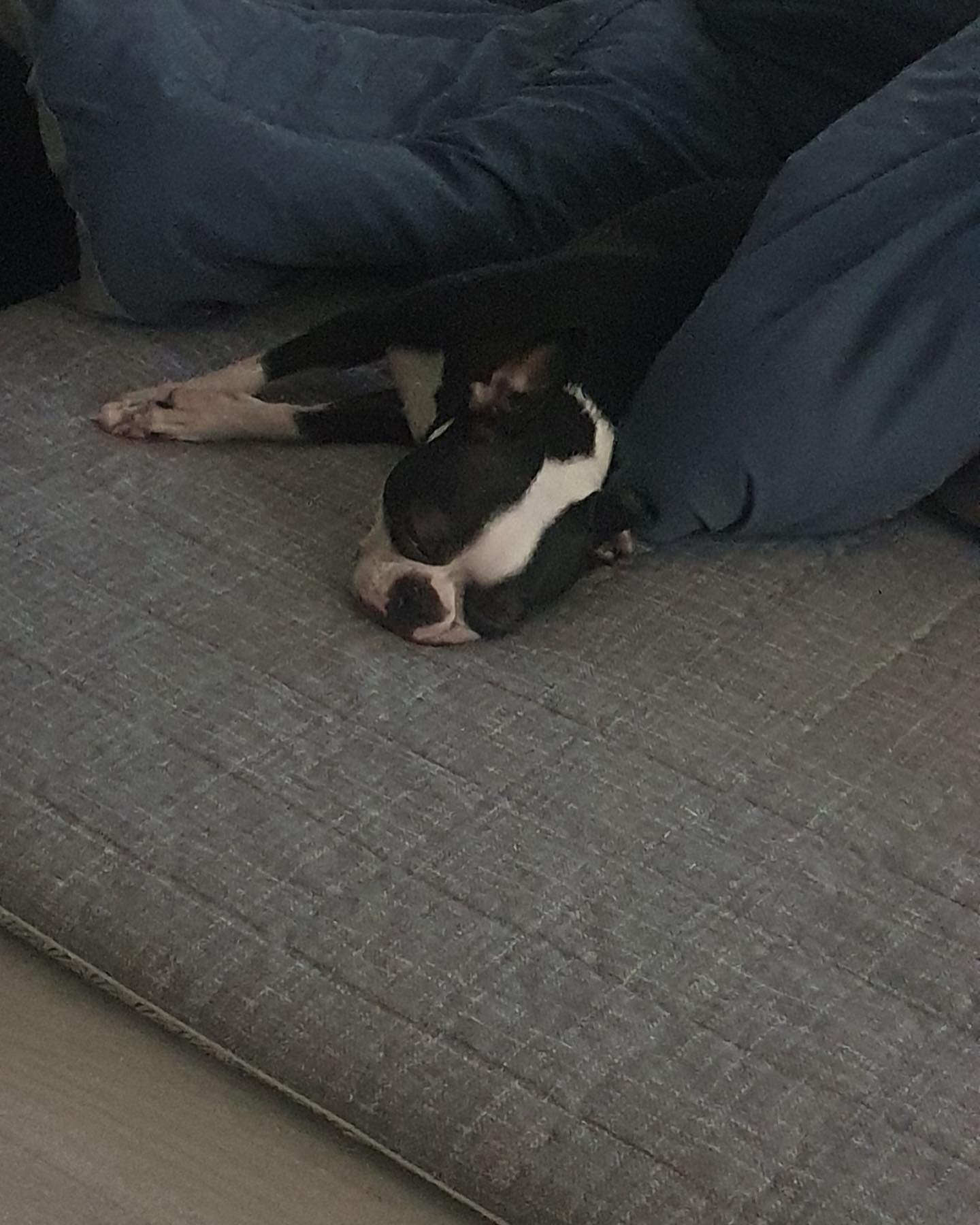 #추워#겨울#2023#따뜻하게#보일러빵빵🔥#졸려#여러분굿나잇💕#goodnight#winter#bostonterrier#coco#코코