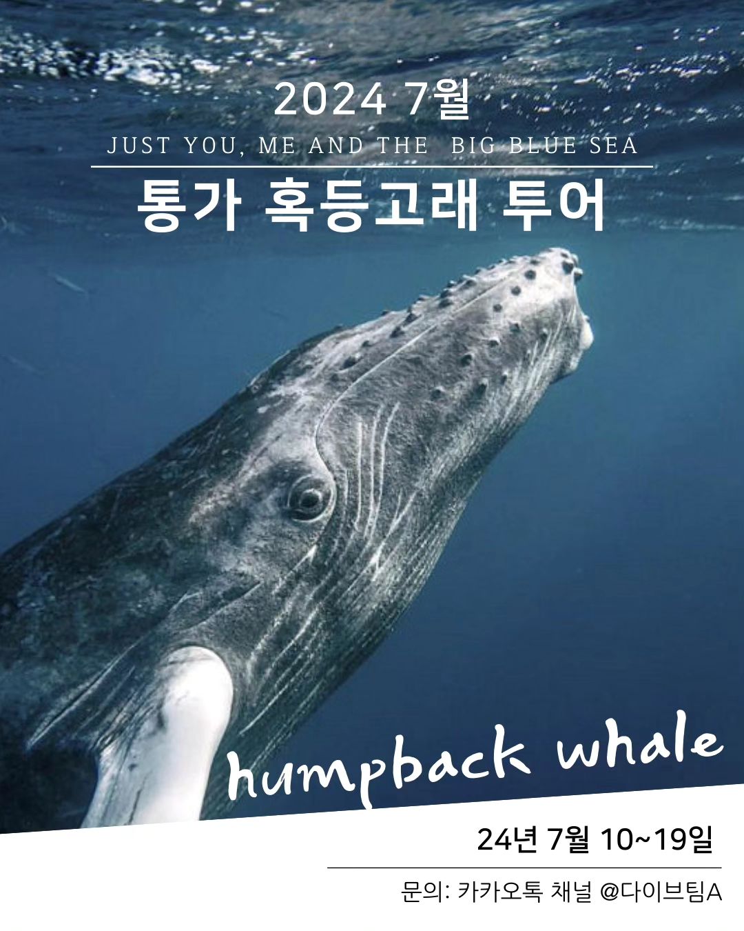 7월 통가 혹등고래 투어🐋
혹등고래와 함께 수영가능한 웨일스윔의 꿈,
힘든만큼 가치있는 투어입니다.

✨️전 일정 리브어보드 (풀차터)✨️
💙EAT, SLEEP, AND DIVE💙

📌 총 일정: 24년 7월 10일~ 19일 
(예정- 항공편에 따라 유동 있습니다🥰)
❗️리브어보드 승선기간: 7월 13일~ 17일
📌 비용: 
선예약금(디파짓) 2000USD +잔금 1700 USD =3700usd
(리브어보드 Only)

✔️프리다이빙 강사, 사진작가님 동반 투어:: 
고래와 인생샷 남기기

❗️고래워칭은 프리다이빙/스노클링으로만 가능합니다.
자격증이 없으신 경우 해당투어참여자는 
무료 자격증코스 진행하오니 걱정없이 오세요🥰

자세한 문의는 
카카오톡 채널 @다이브팀A 로 부탁드립니다💙

#통가 #혹등고래 #프리다이빙투어 #고래