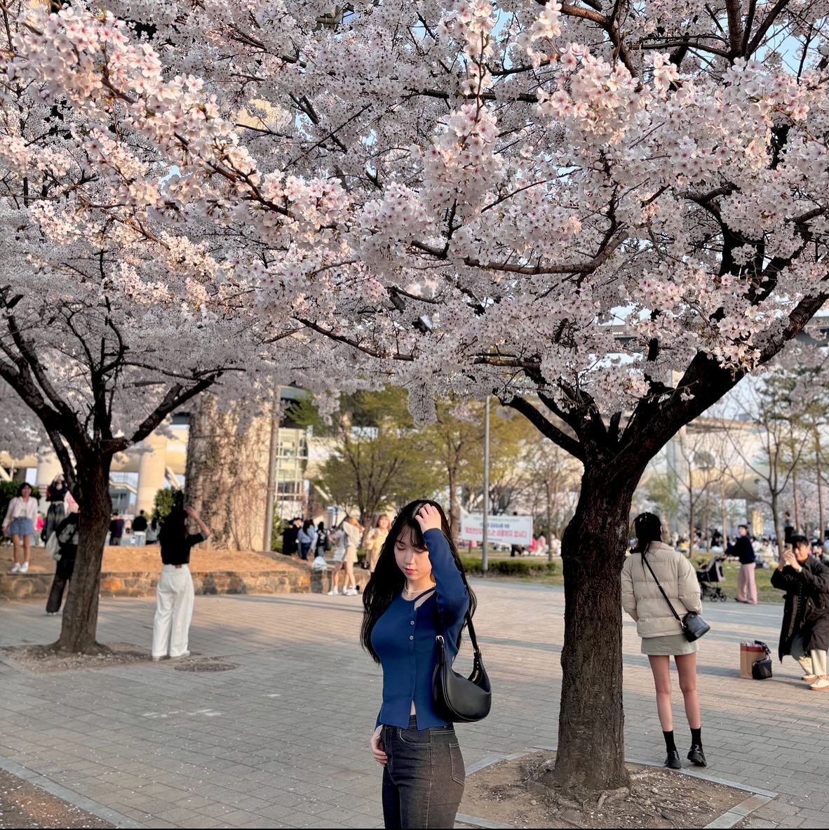 🌸🌸🌸