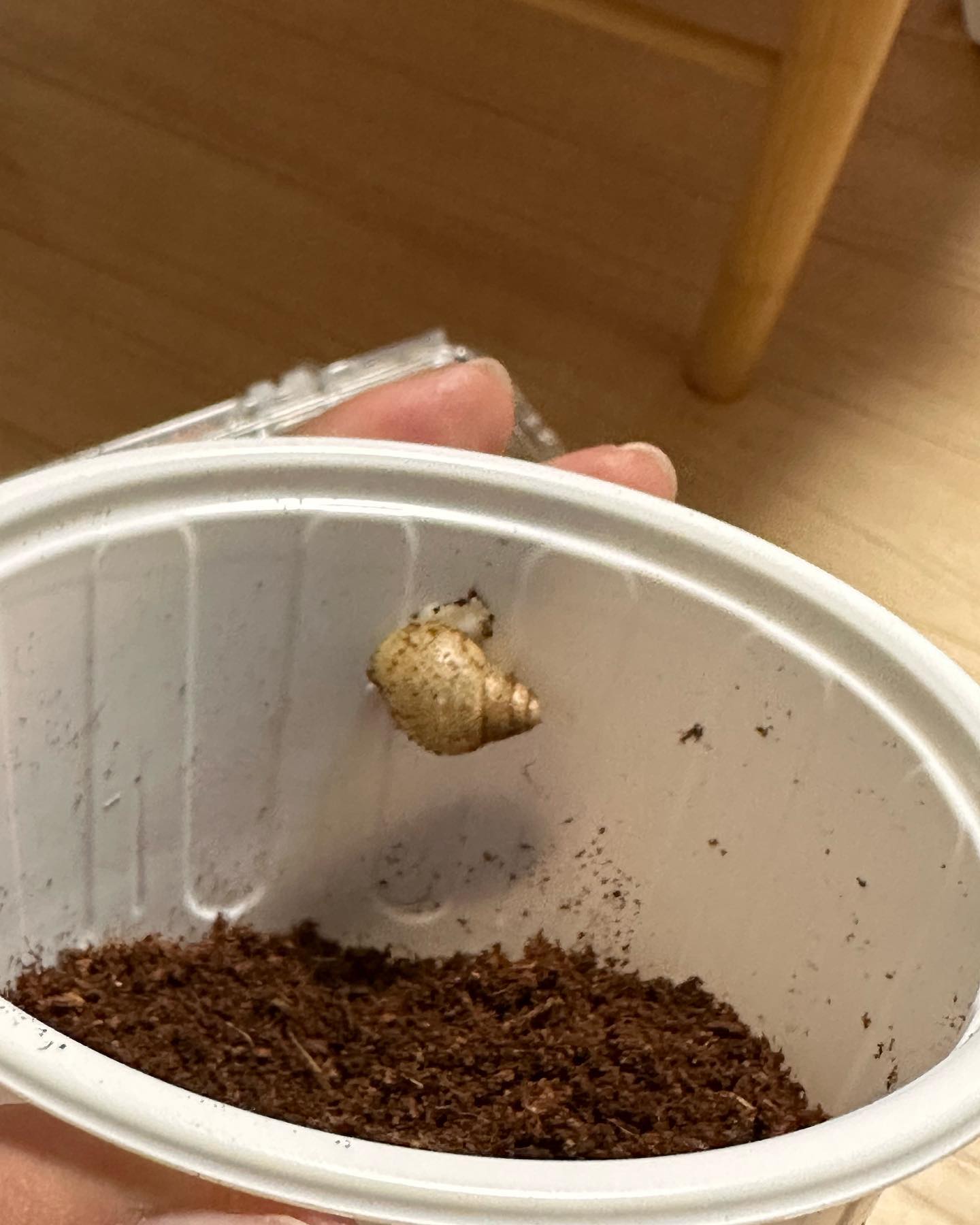 세상 하찮고 귀여운 우리집 새 식구 빵숙이!
빵숙이는 아프리카 왕달팽이(금와)다 🐌
빵빵하게 먹고 숙숙 자라자 🤍
#달팽이 #달팽이키우기 #달팽이분양 #아프리카왕달팽이 #금와 #금와달팽이