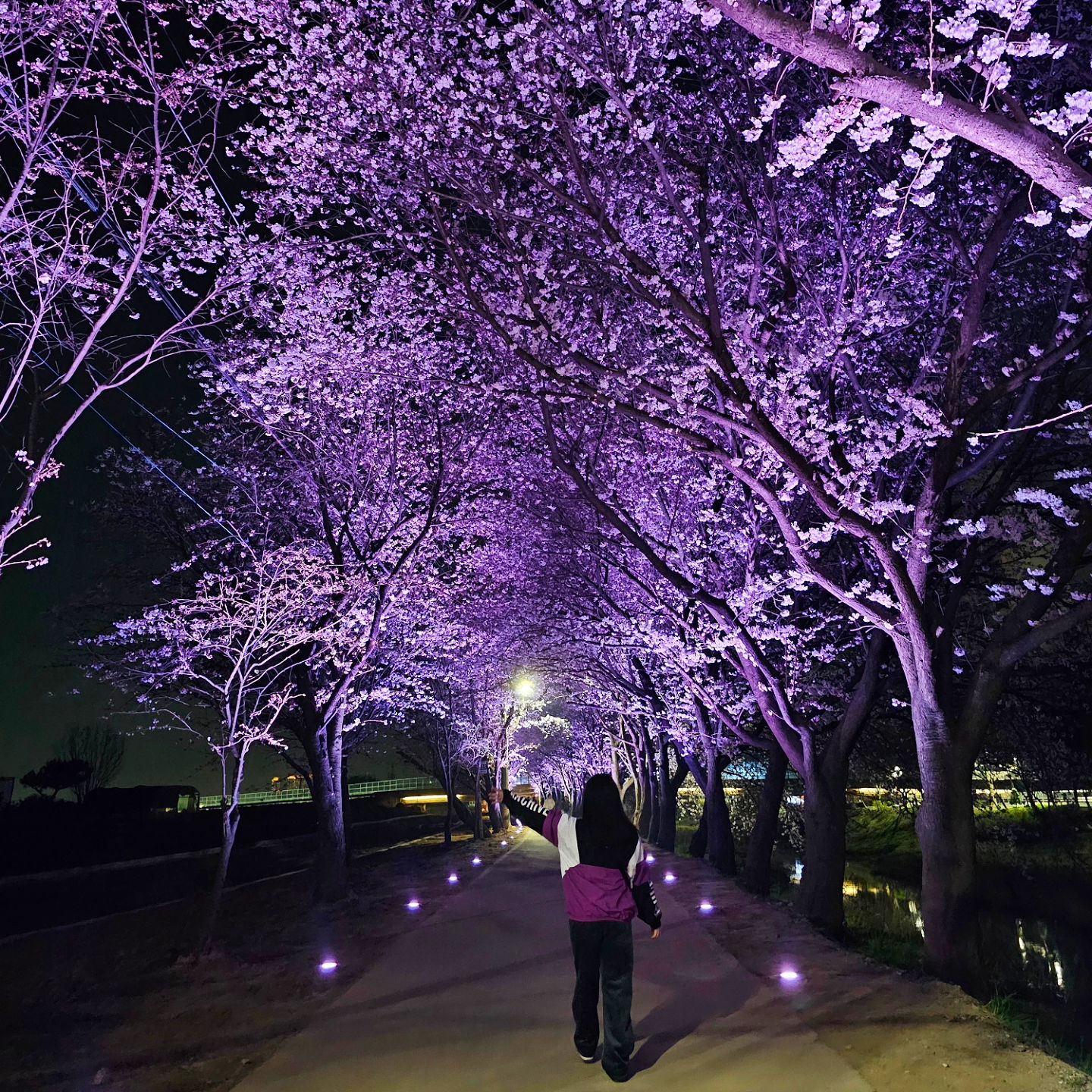 #❤️

2024 밤 벚꽃🌸