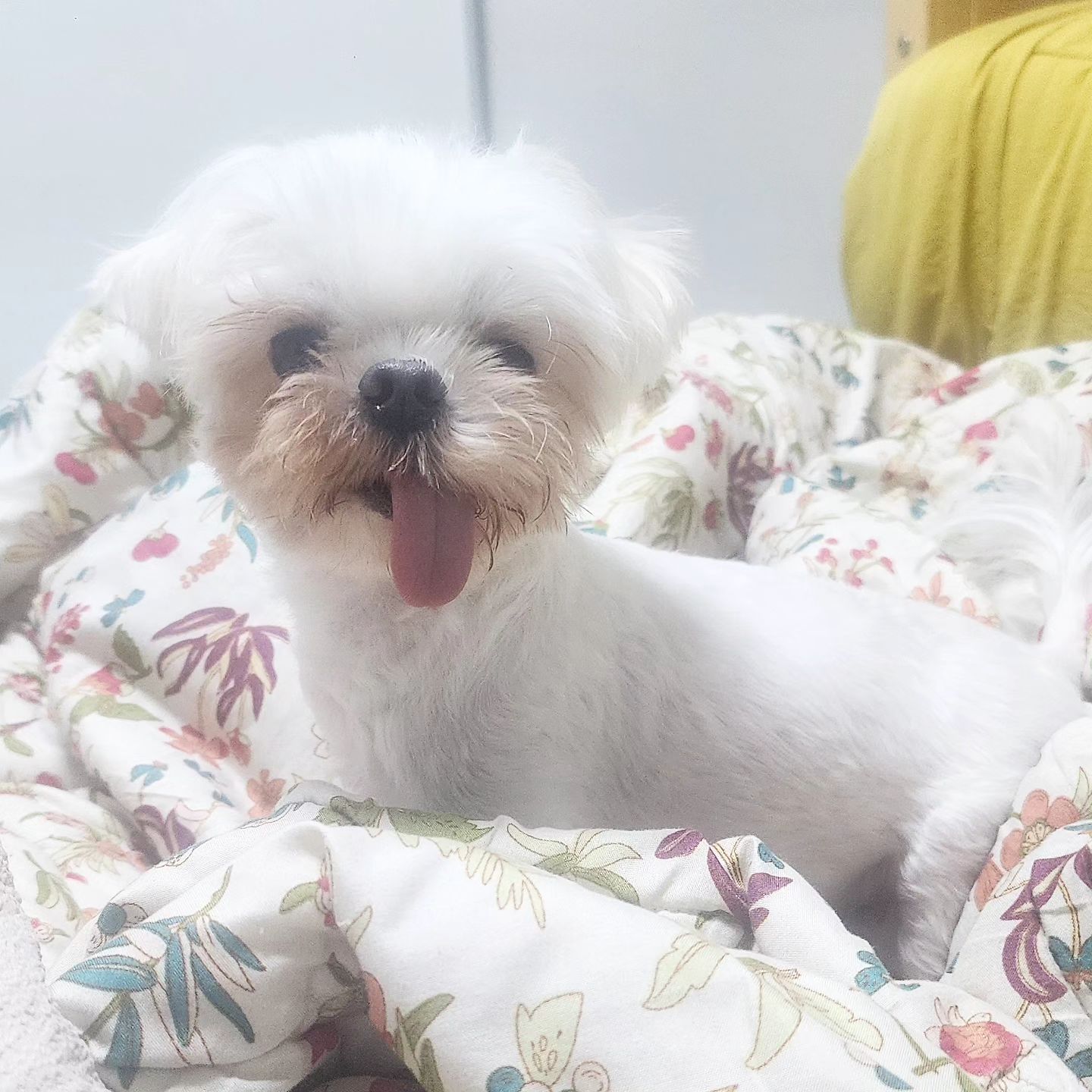 ♡누리 임보 134일차♡

누리가 집에 온지도 백일이 넘어가네요
밥도 너무 잘먹어주고~❤️

요새 날씨도 너무 추워서~이불속에 파고들 정도로 집에 완벽 적응했어요!!

산책 5분만해도 덜덜덜ㅠㅠ
추위를 어찌나 많이 타는지! ㅋㅋ

빨리 날씨가 따뜻해져서!
이불밖 산책 즐기러 가야겠어요~

🍚 아침 08:00 저녁 06:00 급여
🍬 간식 xx

🌈 사료&간식 : 라비앙독 가수분해 연어
- 하루 사료 80g
- 음수량 매우 좋음

🌈 산책
- 추위를 너무 타서~ 
요샌 안고 바깥구경정도!

🌈 특이사항
-없음!

임보/입양문의
soby2017
soby_adopt