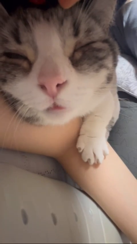 오랜만에 팔 베고 잠듬😽 감기 얼른 나아랏

#감기 #고양이 #약 #먹는중