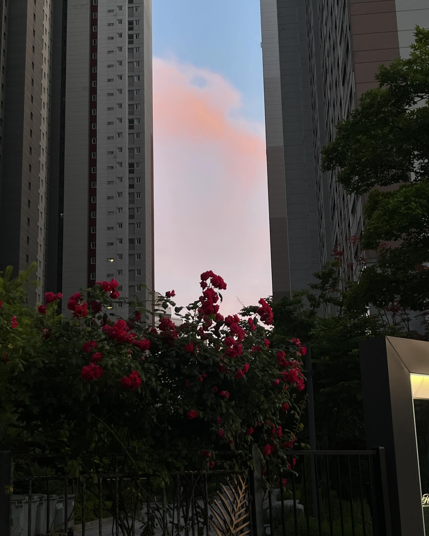 보정없는 내가 모은 핑크노을 🩷🫧🌈🦄