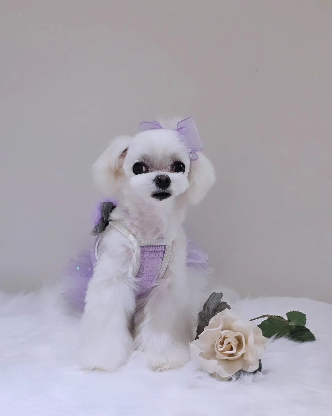 보라보라 축복....💜
커다란 눈망울에 쨍한 예쁨 뿜뿜해요.

장미 한송이 입에 물고 당장 무대위로
올라서 멋진 탱고 한춤 보일듯....💗

"쁘띠아띠" 튜튜드레스 다들 아시죠?
예쁘고 편안하며 부드러운 색감천재 
매번 입을때 마다 후회가 없는....💜

믿고찾는" 쁘띠아띠" 는 고객과 아이들을 
최우선으로 생각하는 곳....💗

※루루가 아토피가 와서 얼굴이 ...ㅜㅜ
기다리다 축복 먼저 투샷은 조만간...😂

petitatti_official

#쁘띠아띠
#색감천재
#튜튜드레스
#쁘단패밀리