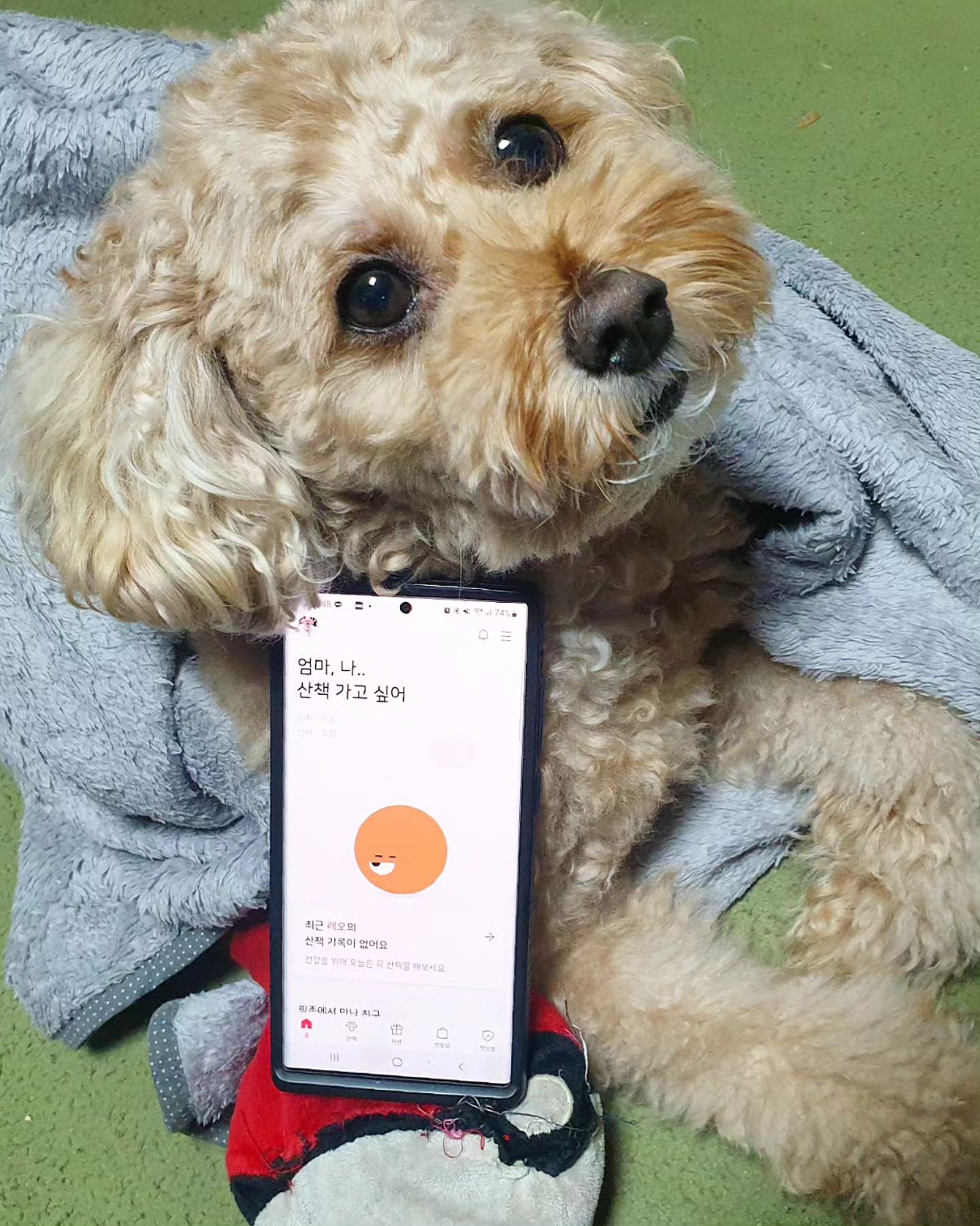 #광고
.
요즘 러블리 레오와 함께 펫핑으로 즐거운 산책 데이트 중이에요! 펫핑은 체계적으로 반려견 산책을 기록하여 관리할 수 있는 앱으로, 일주일에 산책한 횟수와 시간을 한눈으로 볼 수 있어서 정말 편리하더라고요~ 펫핑을 시작하면 첫 1주일동안은 산책 미션 모두 달성시, 총 2300원의 리워드(핑)까지 받을 수 있어 너무 좋아요!
.
거기에 적립된 리워드(핑)은 다른 곳과 다르게 펫핑샵(인앱)에서 100% 사용(택배비 제외)이 가능하더라고요! 저도 열심히 활동해서 레오와 열심히 건강해지고 핑도 많이 모아서 펫핑샵도 잘 이용할거에요~ 저와 같이 열심히 활동해보아요!
.
#펫핑 #산책 #강아지산책 #반려견산책 #산책어플 #앱테크 #강아지스타그램 #유기견 #이벤트 #리워드