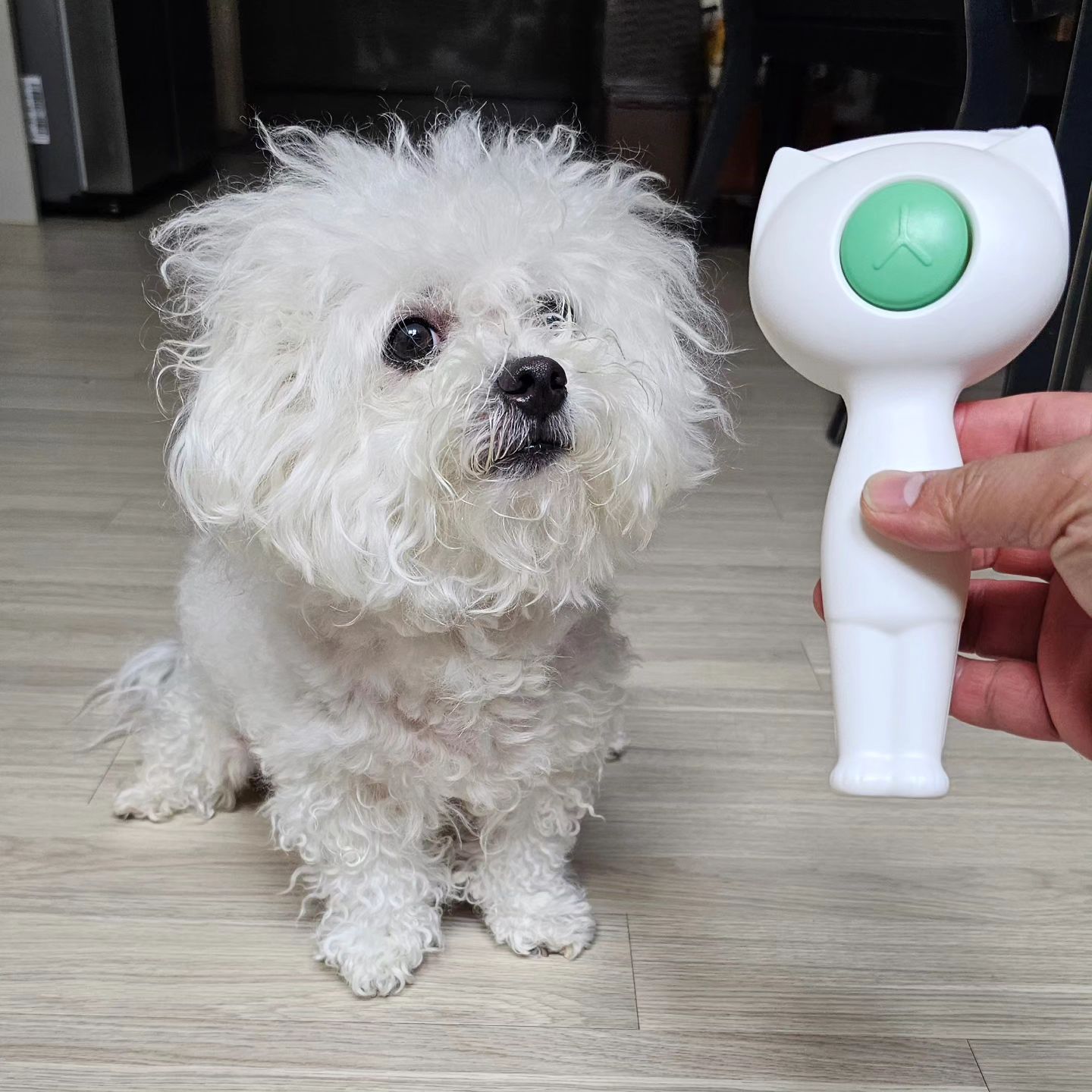 #협찬
.
고양이 그루밍에 영감 받은 펫티티 브러쉬

촉촉한 물티슈를 접목하여 털날림없이 빗질가능!! 완전 신박함~
비숑은 특히 자주 빗질을 해줘야 하는데
우리 숑숑이는 빗질 무지 싫어해요ㅜ.ㅜ

근데 펫티티 브러쉬는 얌전히 있더라구요.
슥슥슥 잘빗겨지고 ~  비포사진ㅋ 사자가 따로없는 숑숑이 얼굴ㅋㅋ
산책후 샤워안해도 청결하게 관리가능~
정갈하게 빗질완료!!♡♡

특히 죽은털관리에 굳!!
빗에 끼어있는 털은 원터치로 손쉽게 제거할수 있구용~
위생적으로 관리하면서 쓰기 너무 좋아요😍
.
#펫티티브러쉬#고양이빗#강아지빗#슬리커 #고양이스팀브러쉬 #고양이털빗 #엉킨털제거 #멍스타그램 #petstagram #비숑스타그램 
#멍친 #멍팔맞팔