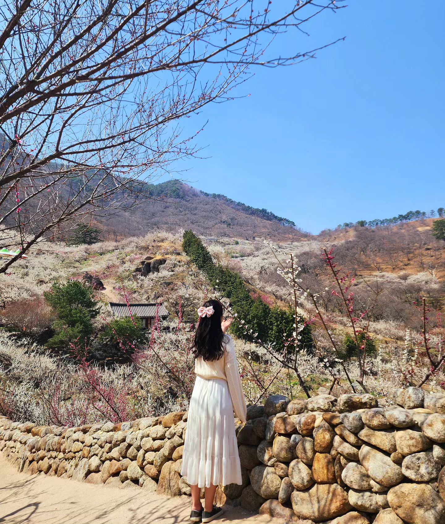 아주아주 전부터 보고싶었던 매화마을🌸