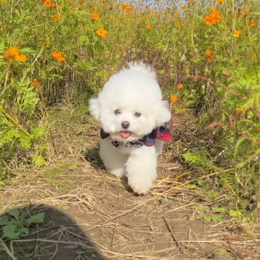 가을 산책하러 물의 정원💦🌼 #황화코스모스 
게으름 피우다가 늦게 갔지만, 안쪽 깊은 곳은 아직 꽤 남았더라구요ㅎㅎ🧡

이날의 제 감동포인트였던,, 줄 잡고 있다 놔버리니 당황해서 돌아보는 아기천사 찌로ㅎㅎ 착하구 귀엽구 (느리고) 시로가 다 해🧡🫶🏻🥹

#남양주물의정원 #강아지산책 #근교나들이 #찌로일상